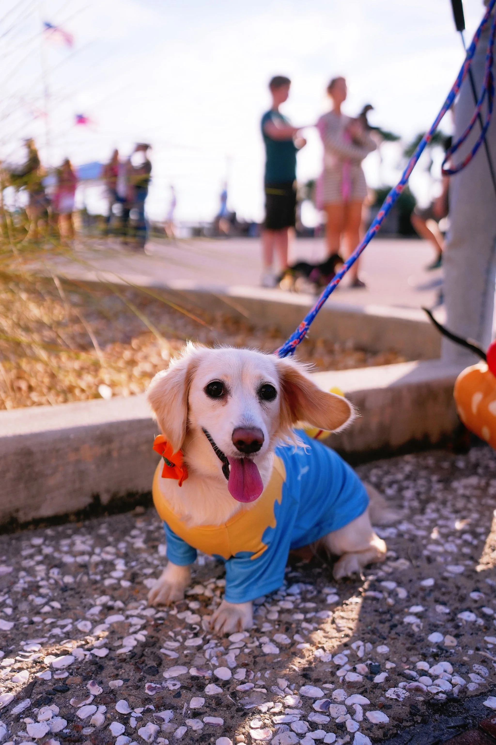 A happy dog wearing a blue and yellow raincoat, sitting on a gravel ground with a crowd of people and children in the background at an outdoor event.