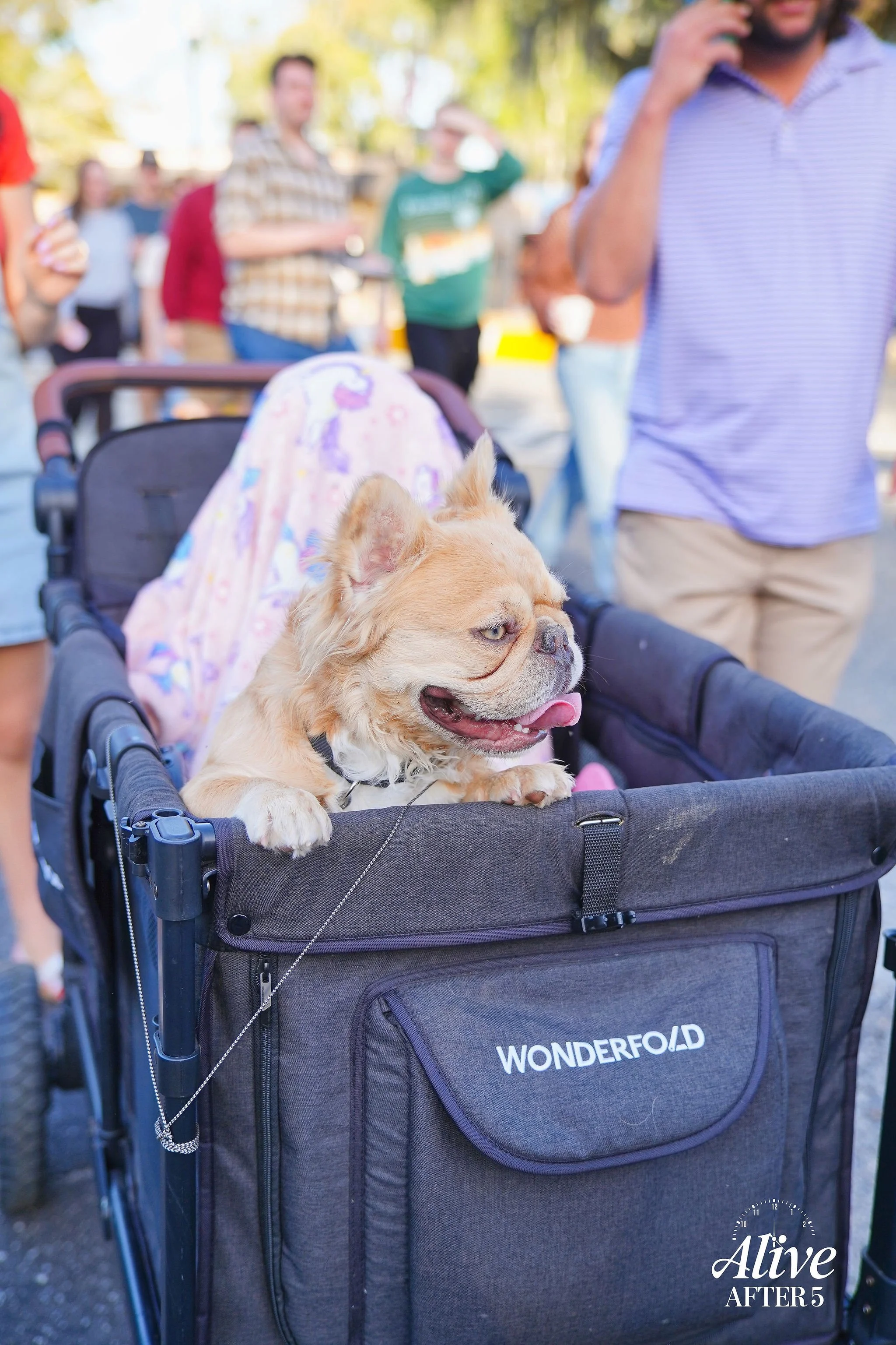 A small dog, possibly a French Bulldog or similar breed, with tan fur and one eye, sitting in a stroller with a Wonderfold logo, among a crowd of people outdoors.