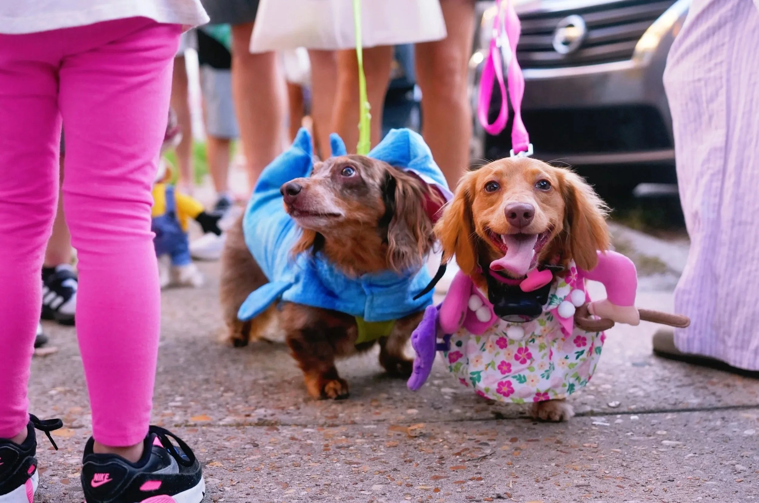 Hot Diggity Dog! 2026 Wiener Walk Makes a PAW-some Comeback in St. Marys, Georgia!