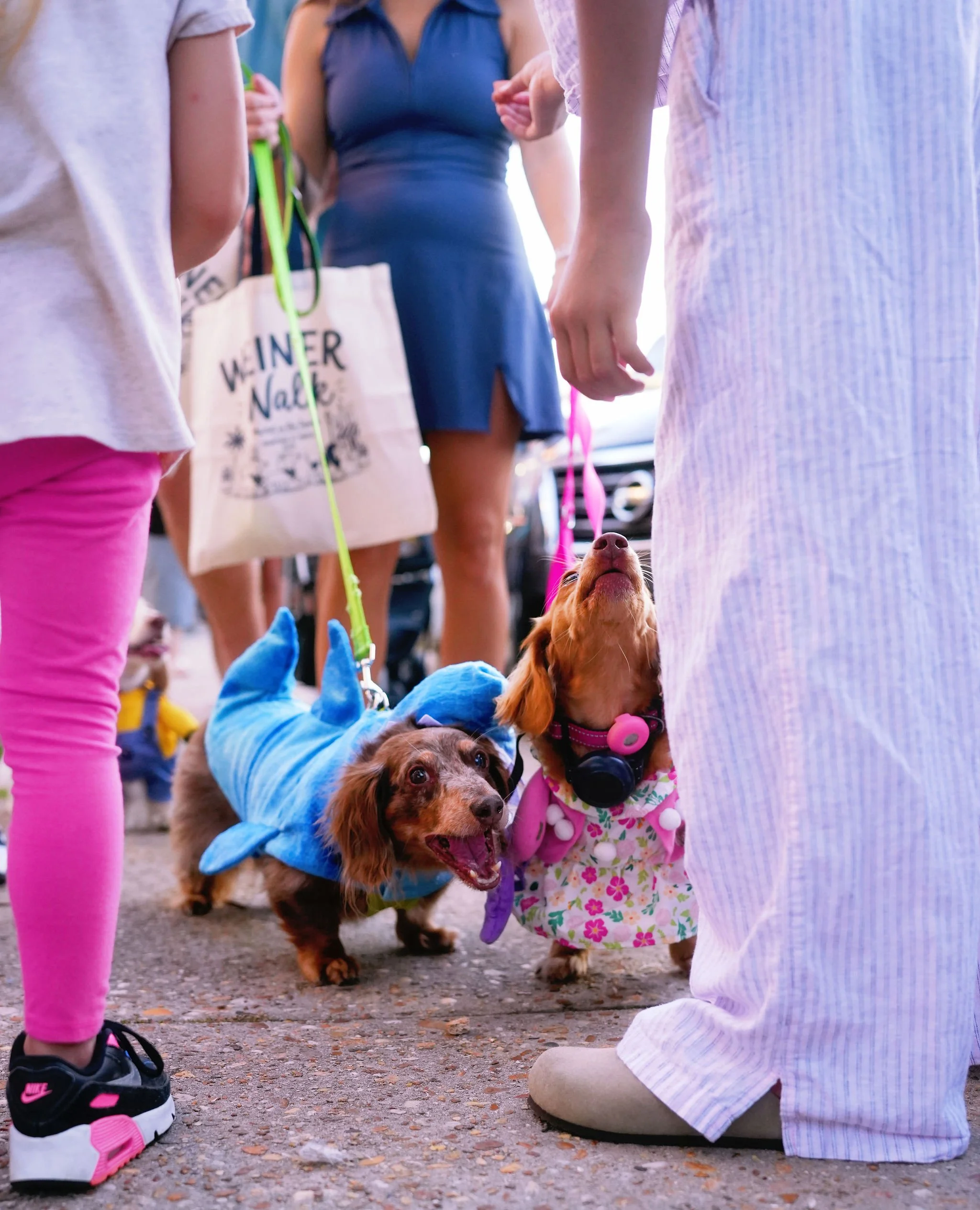 Children and dogs at a gathering or event outdoors, with dogs wearing colorful clothing and children dressed casually.