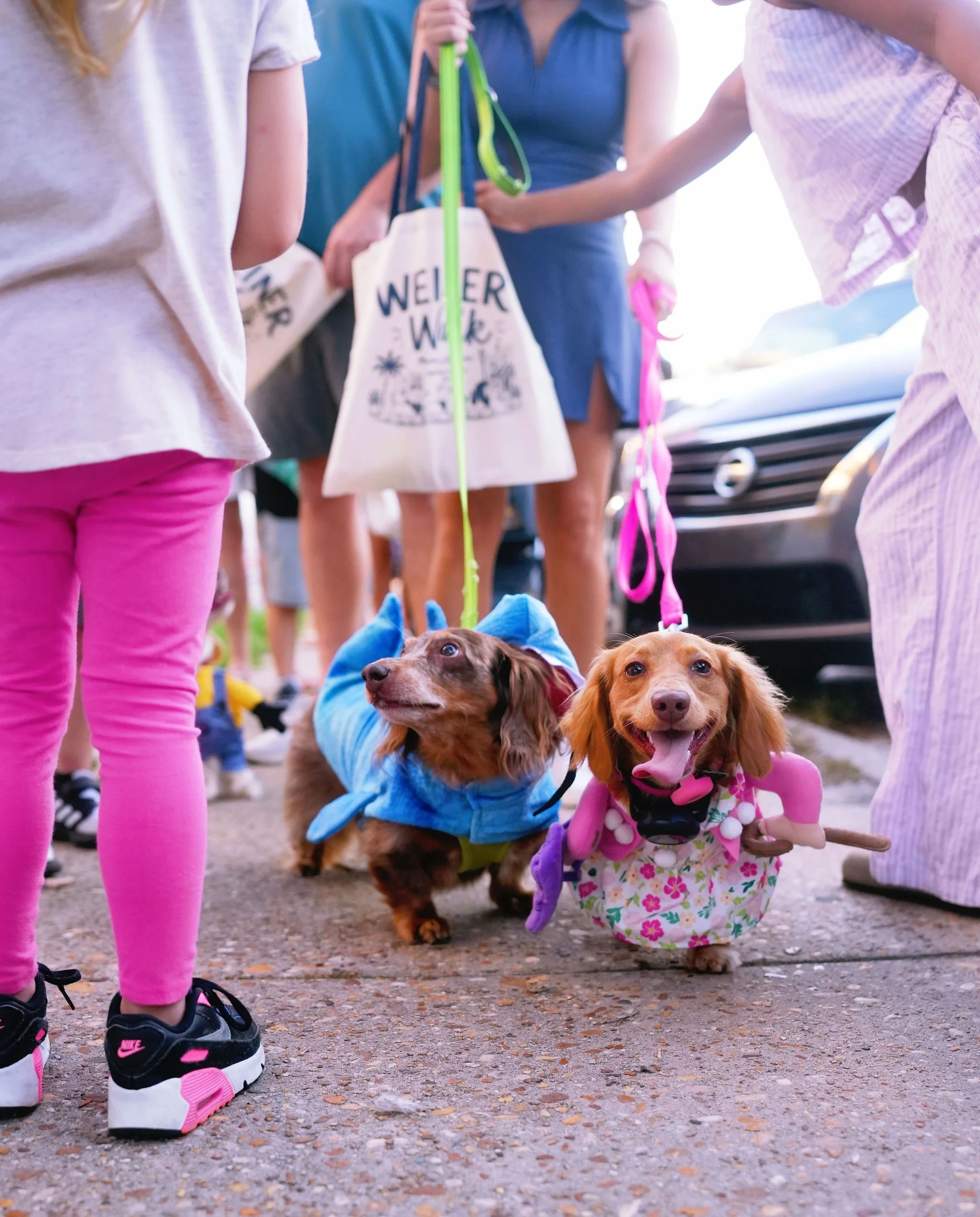 Two dogs wearing costumes, one in a blue outfit and one in a floral dress, walking on a paved path surrounded by children and adults at an outdoor event.