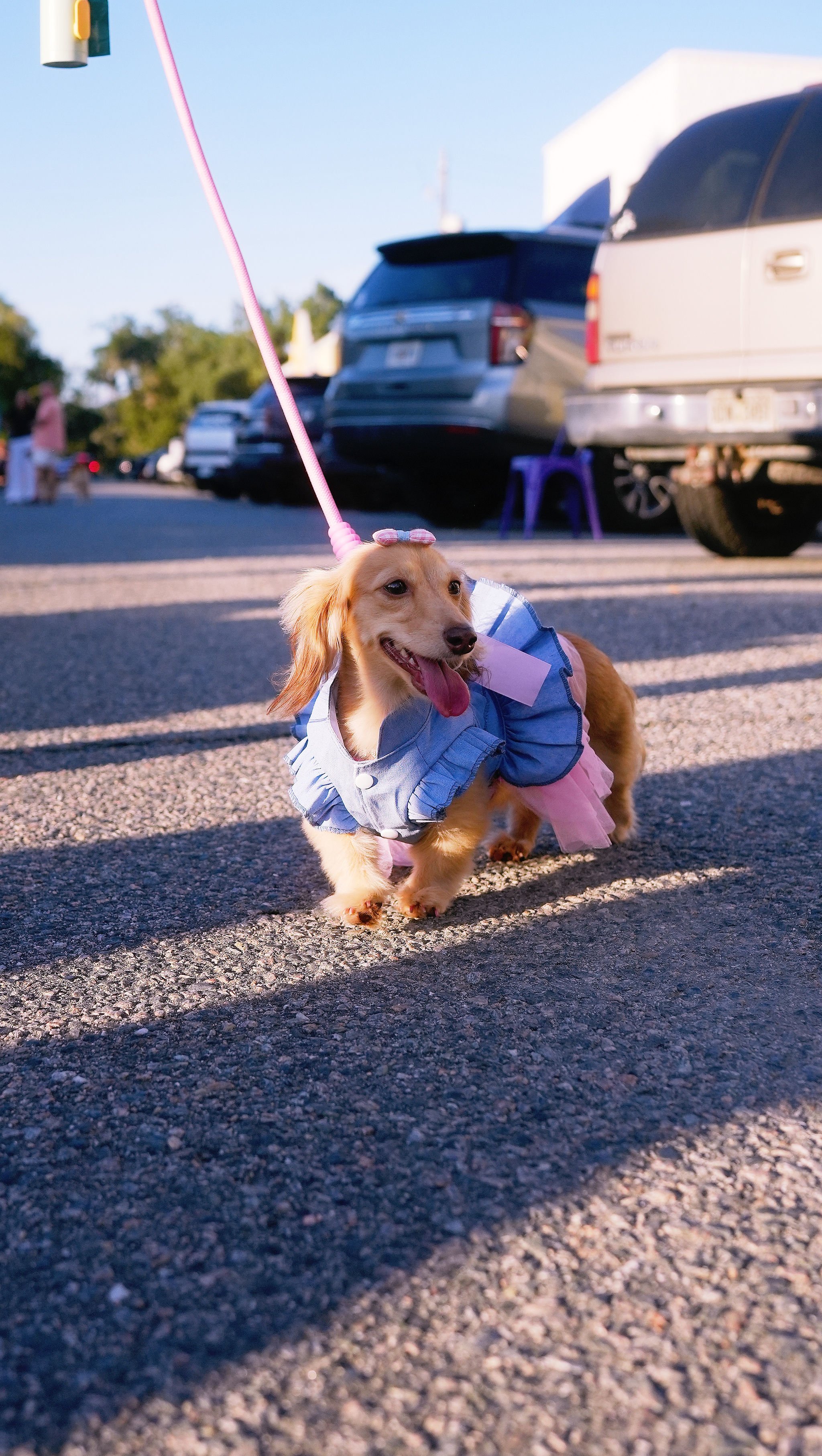 A small, long-haired dog dressed in a blue outfit with pink accents, walking on a paved street with cars parked in the background and a traffic light overhead.