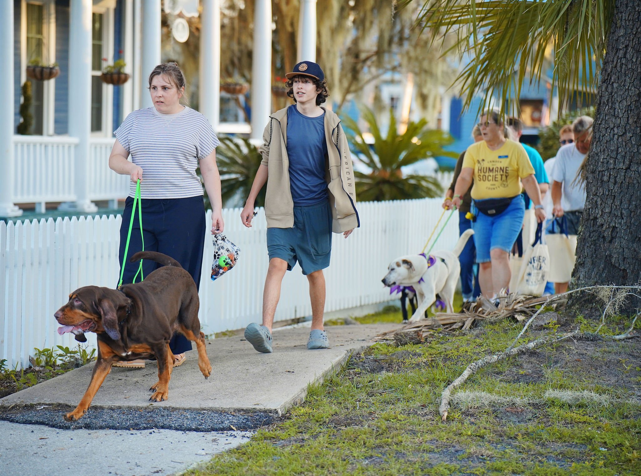 People walking dogs on a sidewalk in a park-like area with trees and a white picket fence.