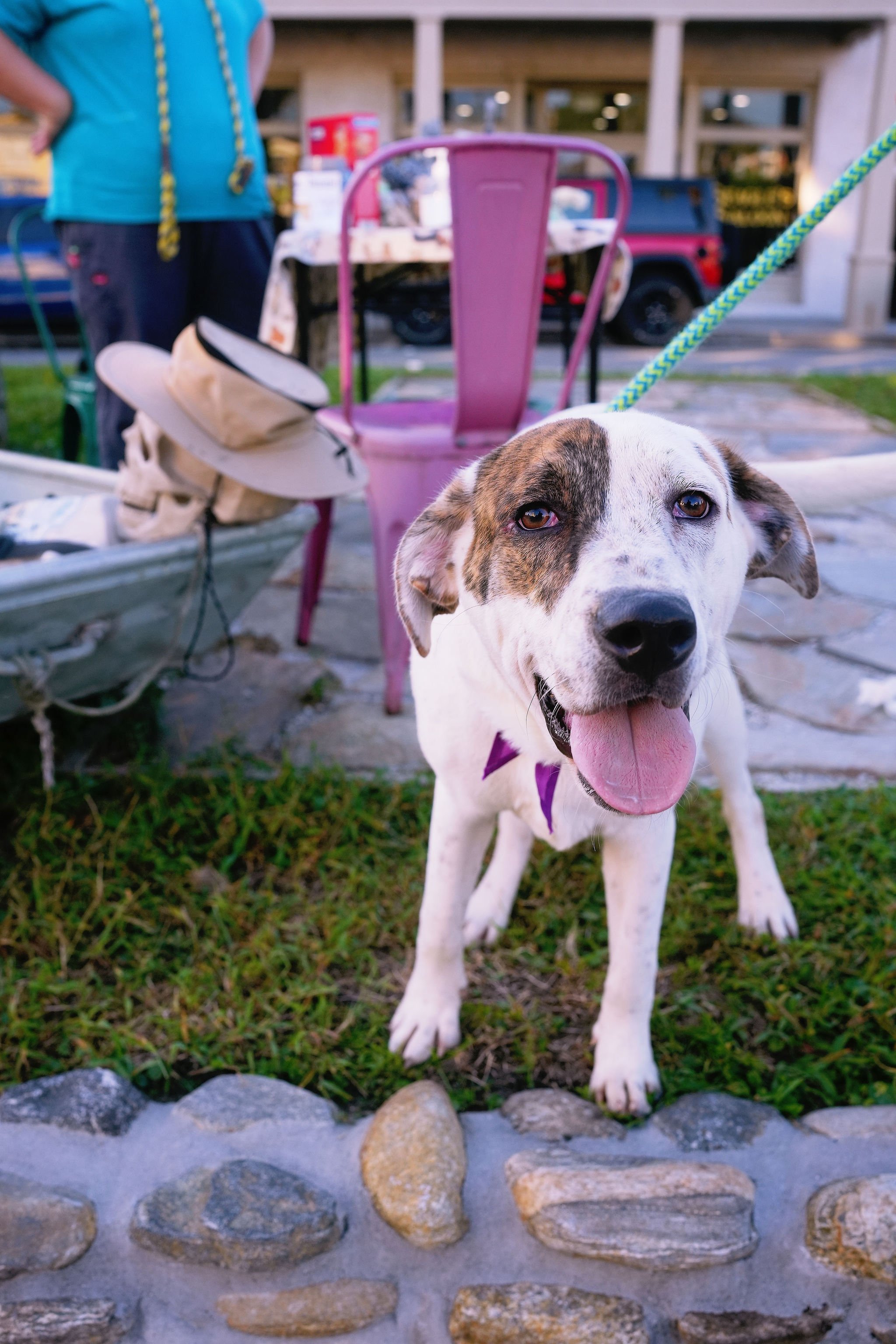 A white and brindle dog with a purple bandana standing on grass in front of a stone border, with a pink chair, a white hat, and a person in a blue shirt in the background.