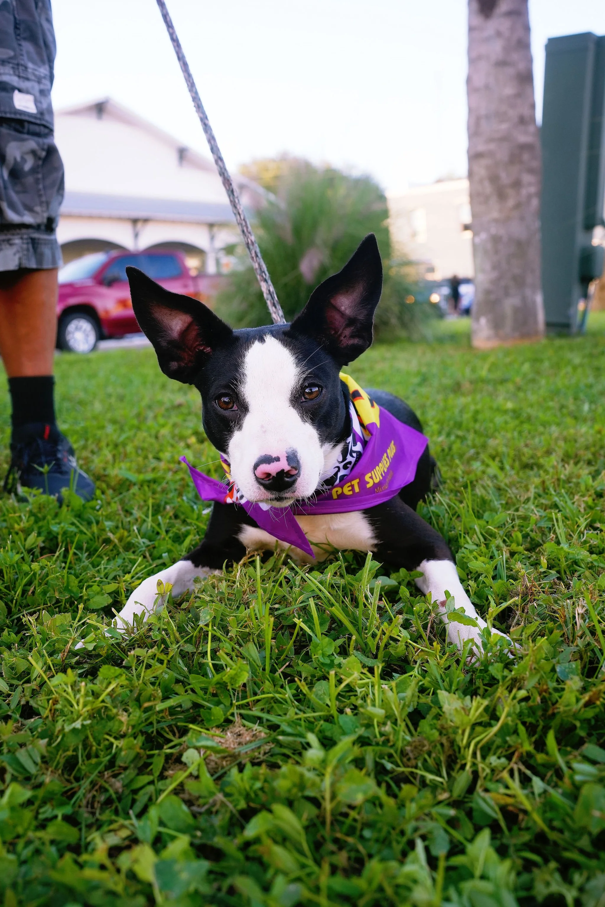 Black and white dog lying on grass, wearing a purple bandana, with a leash attached, in a park or outdoor area.
