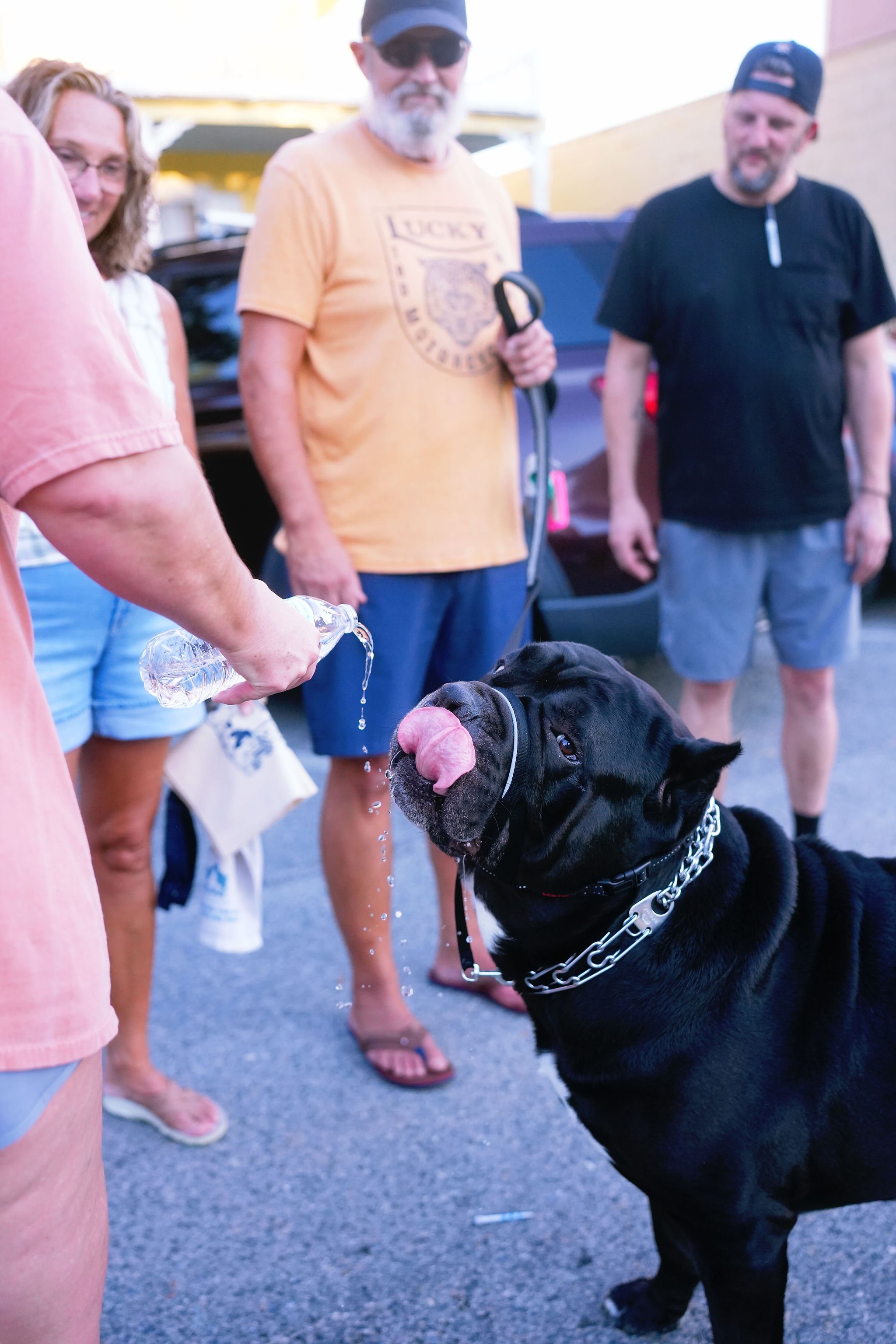 A black dog with a pink tongue being given water by a person on the left, with three men standing in the background, one holding a leash, outside in a parking lot.