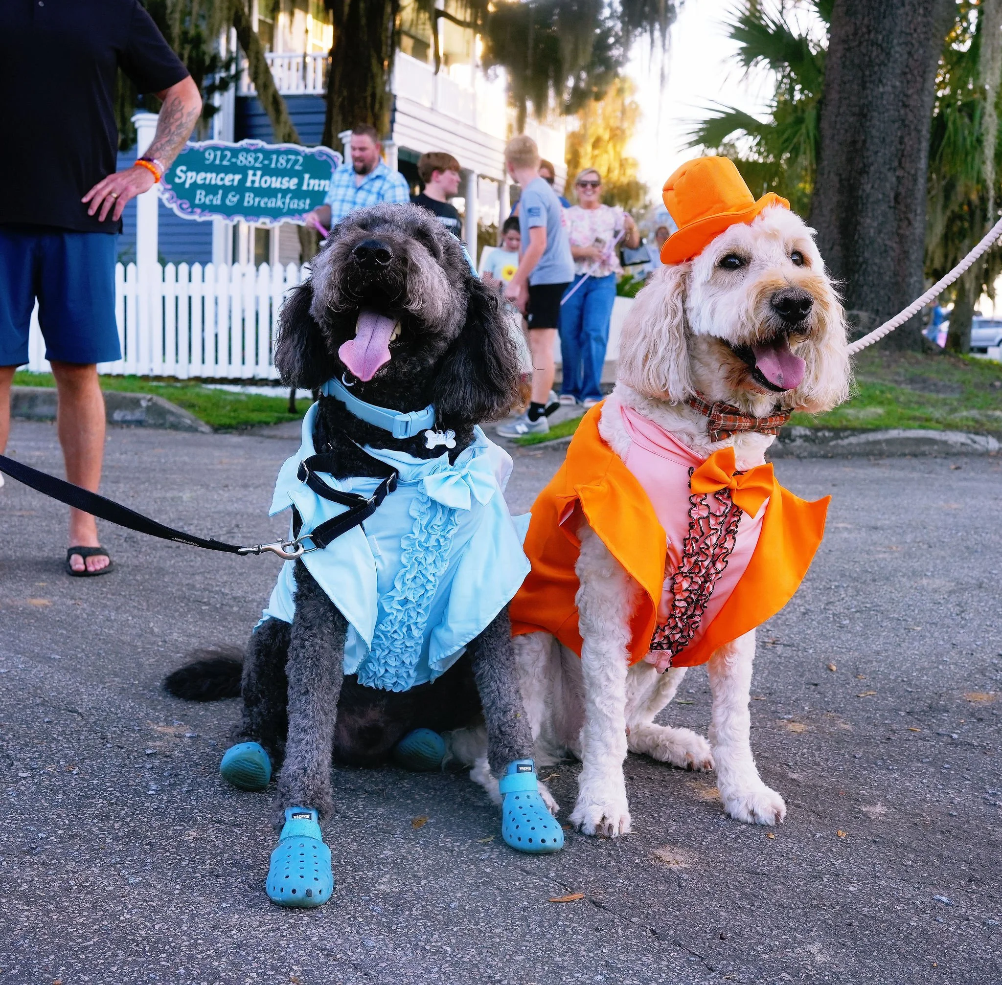 Two dogs dressed in costumes, one wearing a blue outfit and the other an orange outfit with a hat, standing on a paved path amidst people and trees, with a sign for a bed and breakfast in the background.
