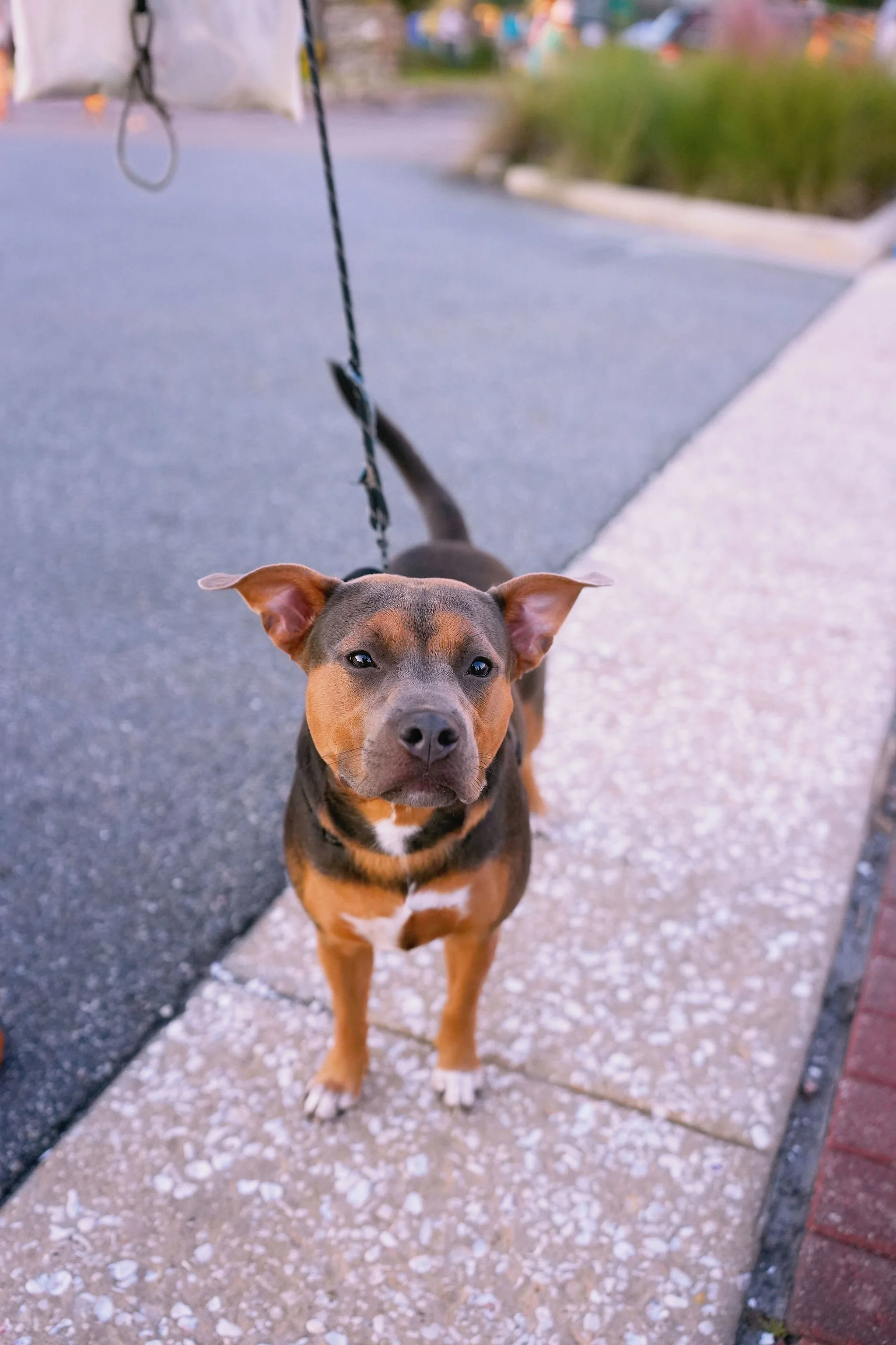 A young dog, possibly a pit bull mix, standing on a sidewalk with a leash attached to its collar. The background features a blurred outdoor setting with plants and pavement.