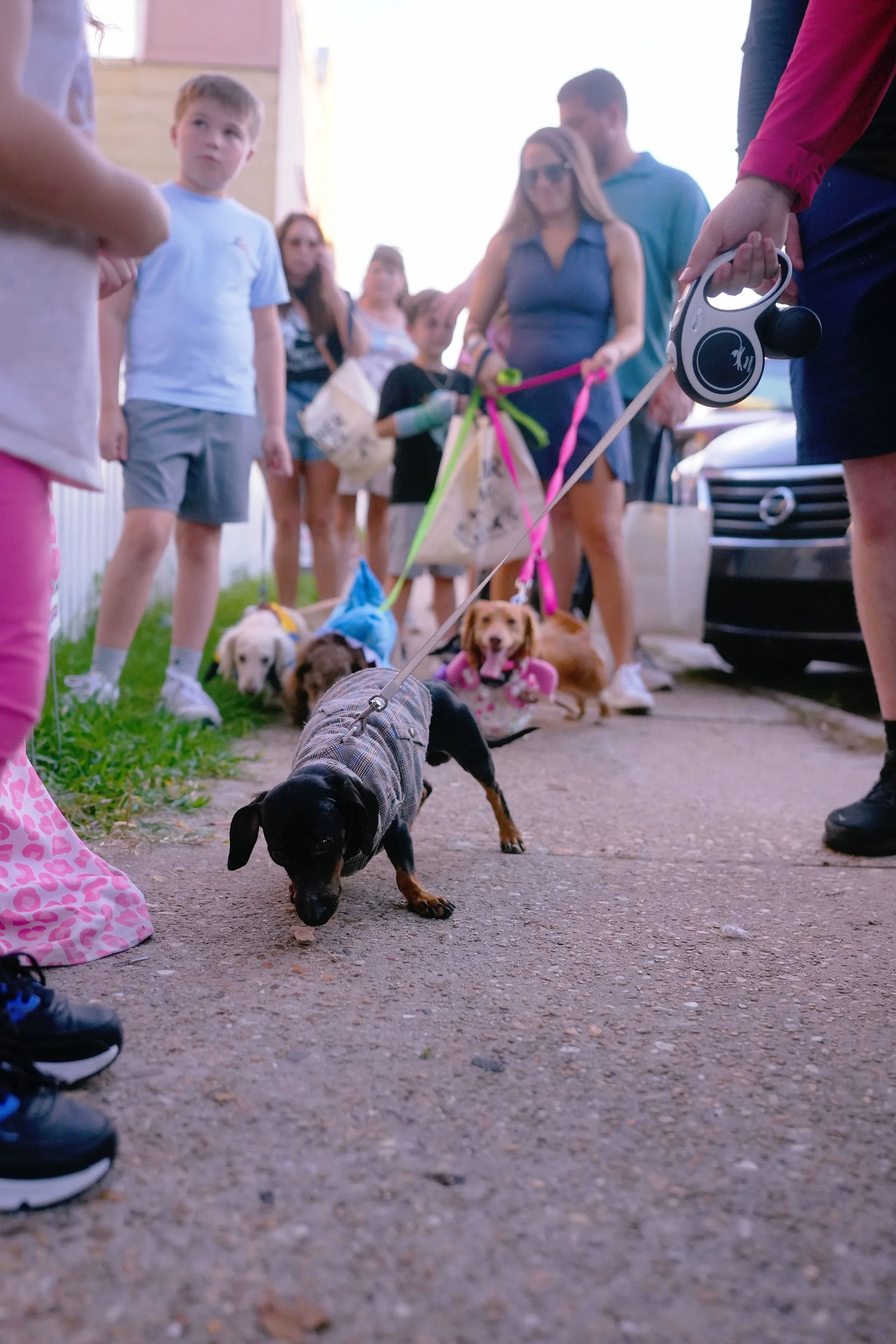 Multiple people and puppies gathered outdoors, with some dogs on leashes, and a person holding a retractable dog leash in the foreground.