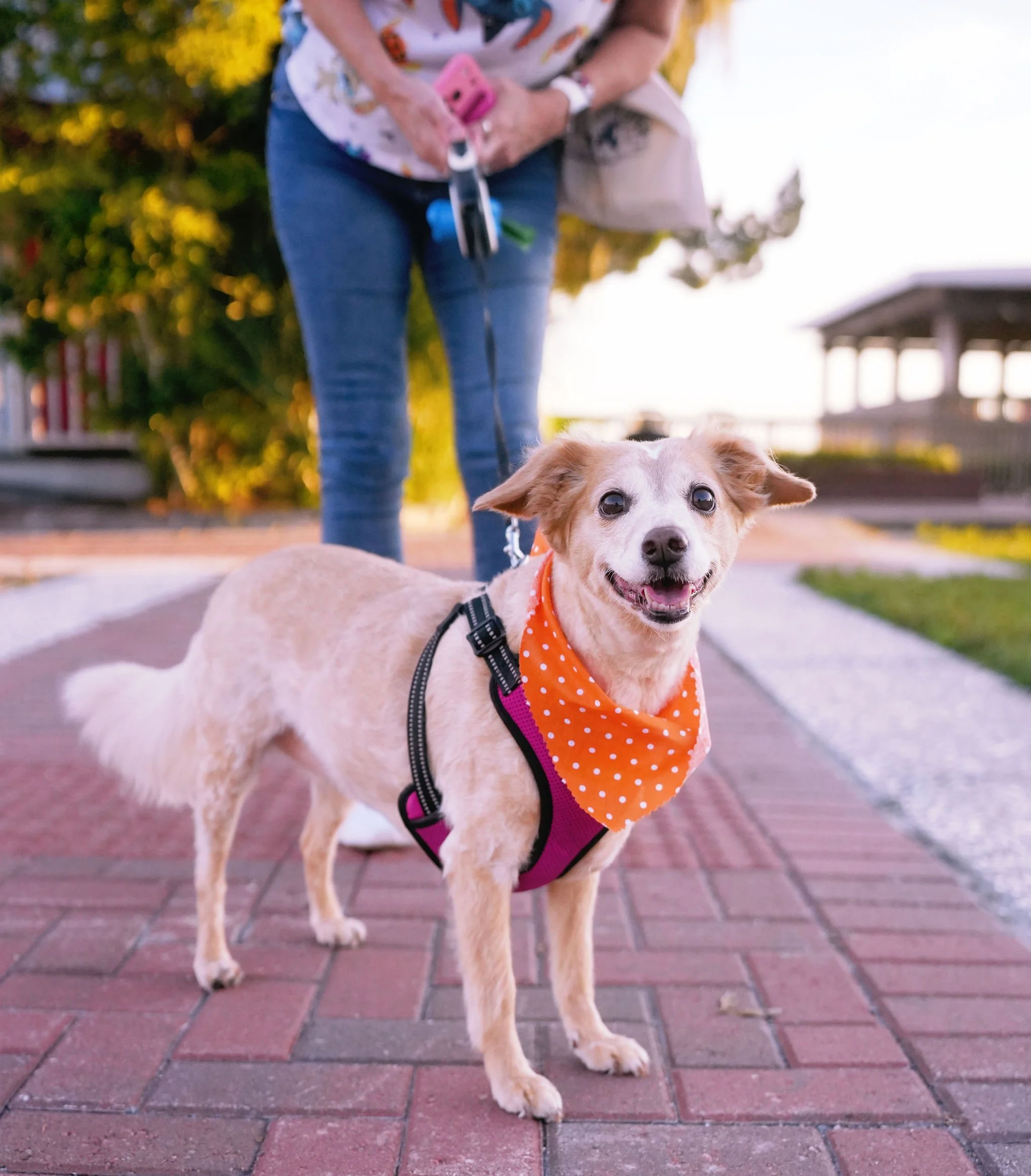A happy mixed-breed dog wearing an orange polka dot bandana and a pink harness, standing on a brick sidewalk outdoors during sunset with a woman and trees in the background.