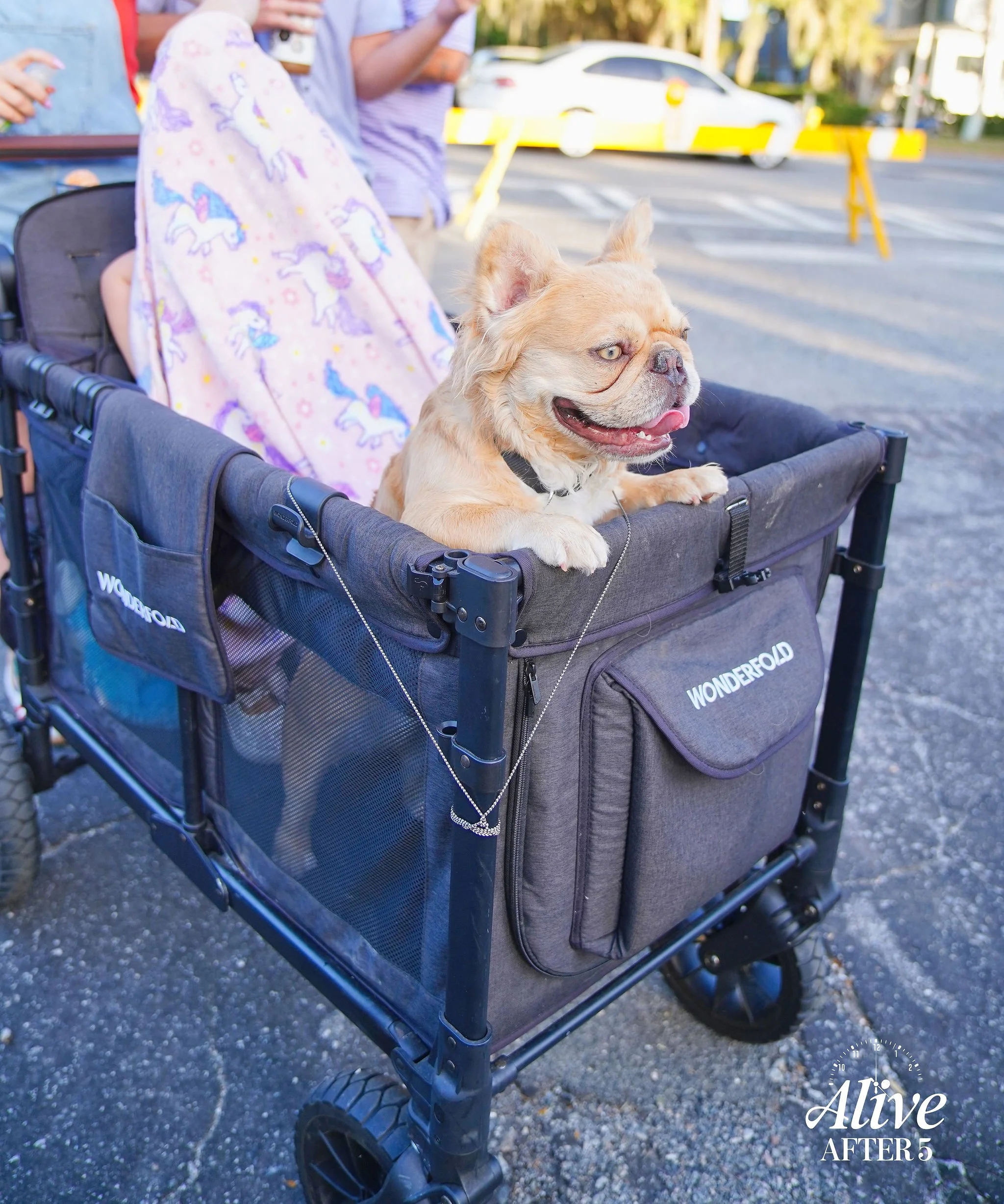 A small, tan French Bulldog with one eye and a pink tongue sticking out, sitting inside a gray Wonderfold stroller on a street with a parked white car and yellow barriers in the background.
