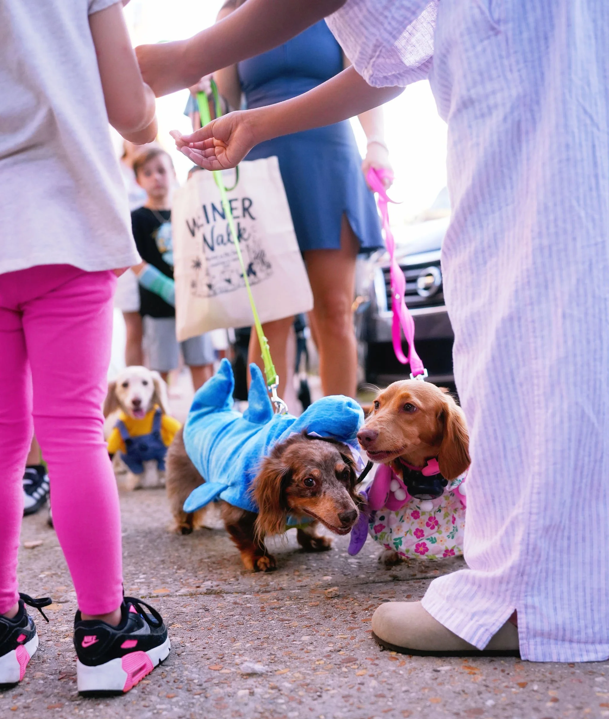 Children and dogs at a pet adoption event, with children petting dogs and dogs on leashes of various colors, some wearing costumes.