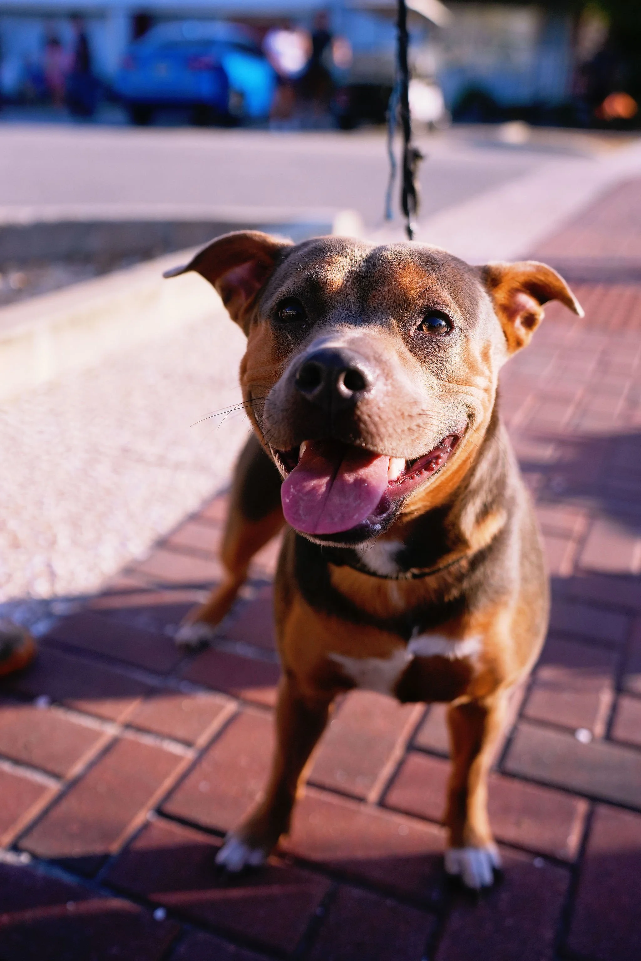 A happy brown and black dog with a white chest and paws, sticking out its tongue, standing on a brick sidewalk with blurred vehicles and people in the background.