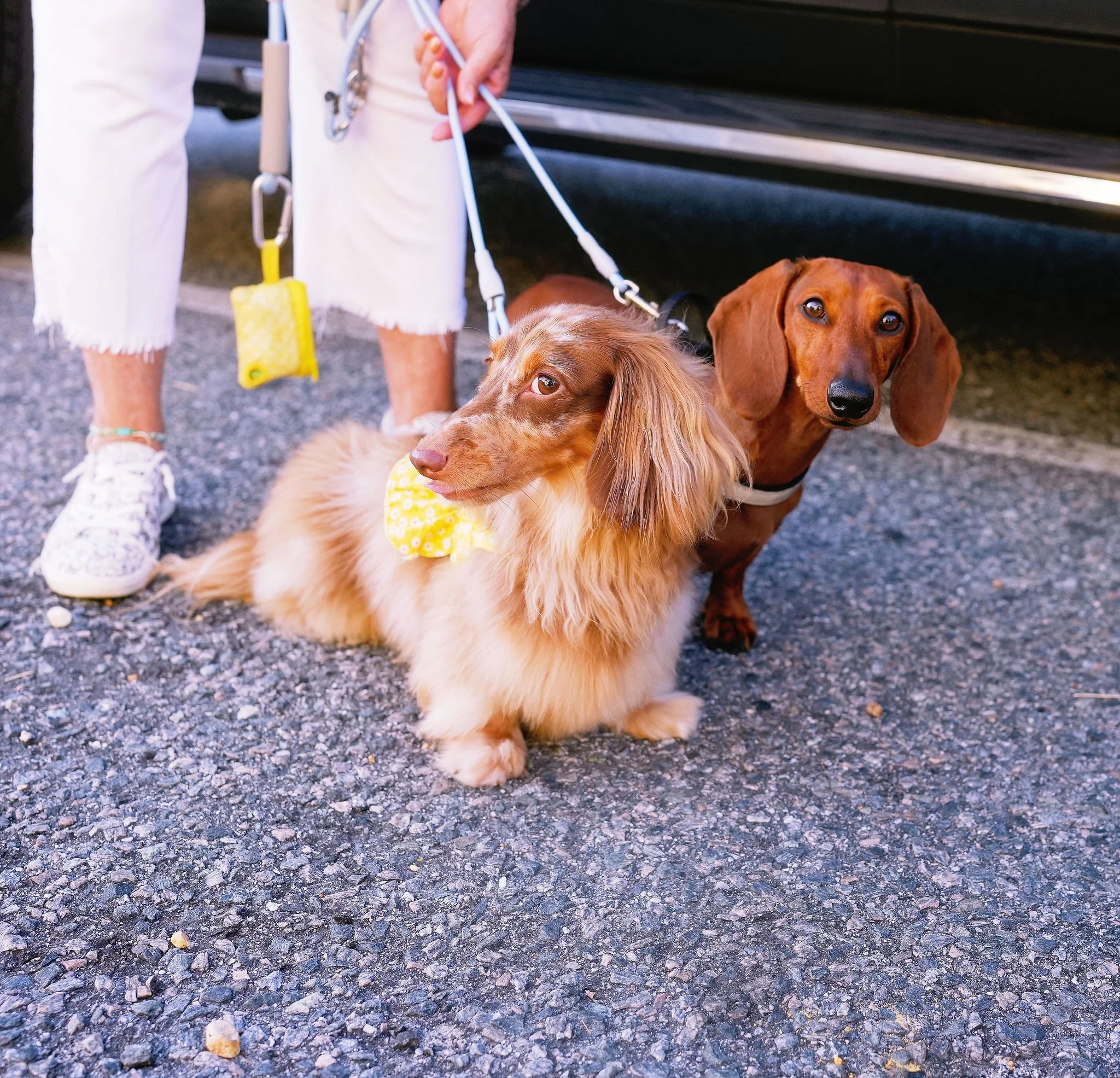 Close-up of two dogs, a brown and white long-haired dachshund with a yellow bandana around its neck and a solid brown short-haired dachshund, standing on gravel ground. A person's legs and hand holding the dogs' leashes are partially visible.