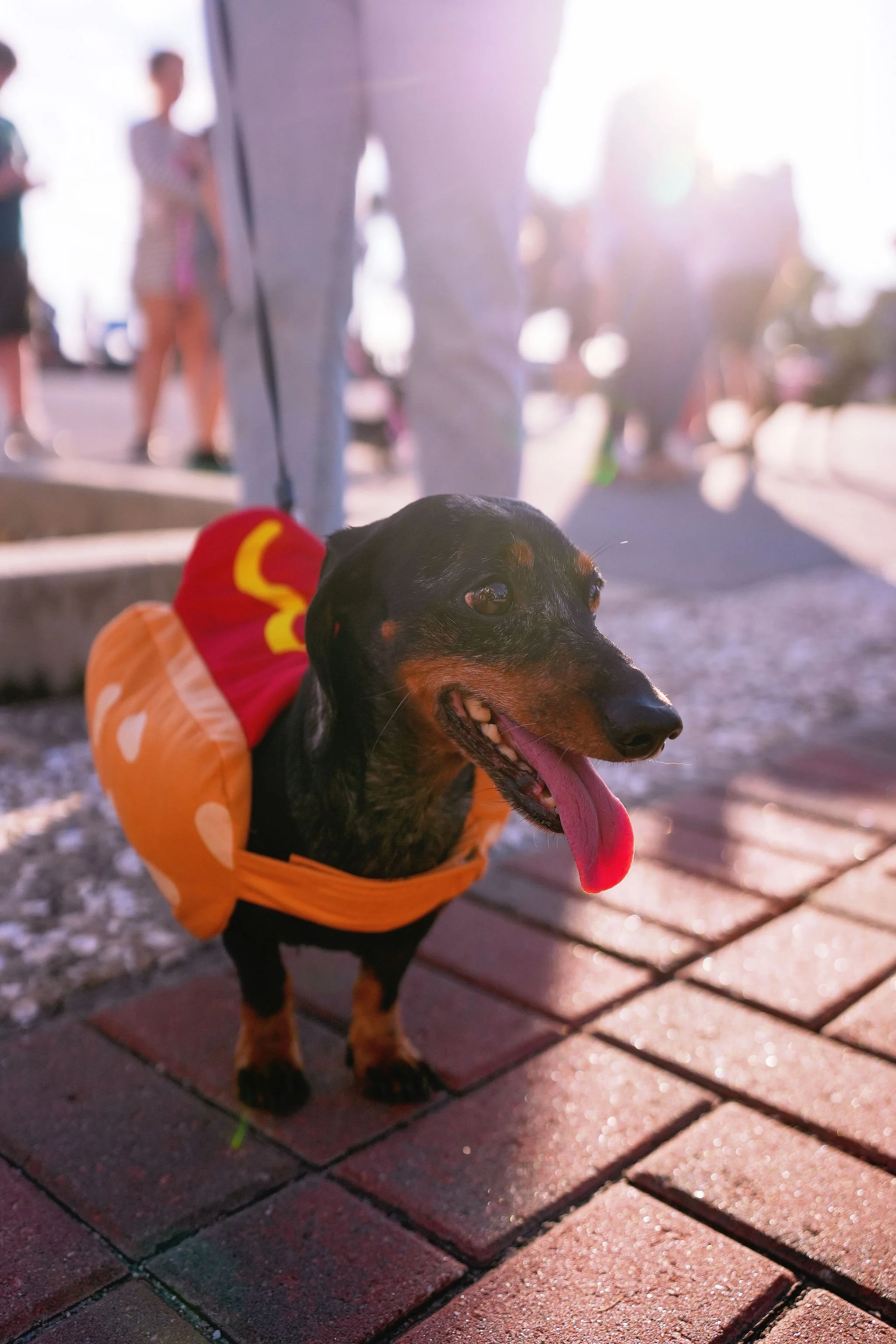 A happy black and tan dog wearing a costume that resembles a hot dog, standing on a brick pavement. In the background, there are several blurry people dressed in casual clothing, with sunlight creating a bright, backlit scene.