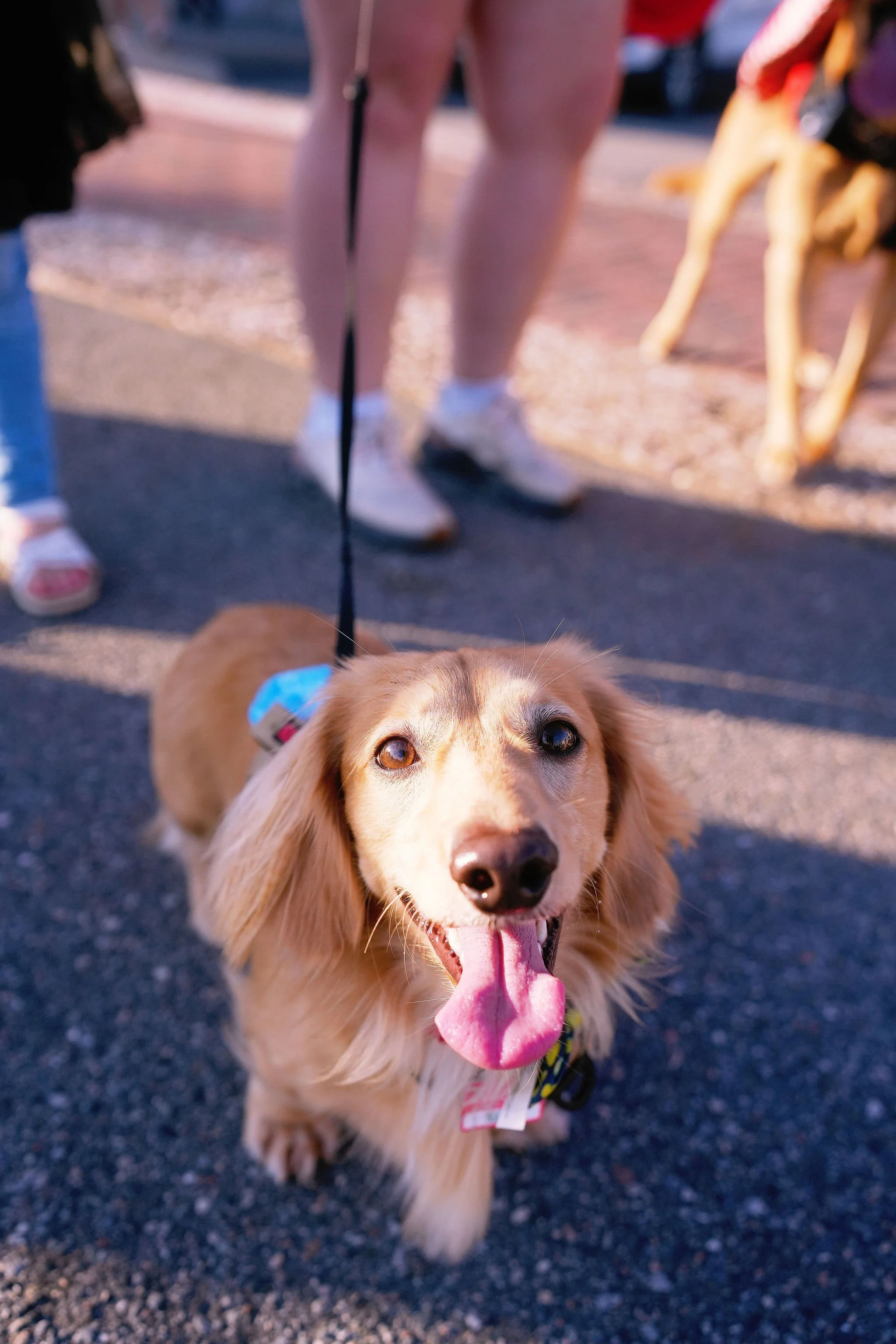 A happy dog with a pink tongue hanging out, wearing a blue leash, standing on a gravel surface at a park or outdoor area.