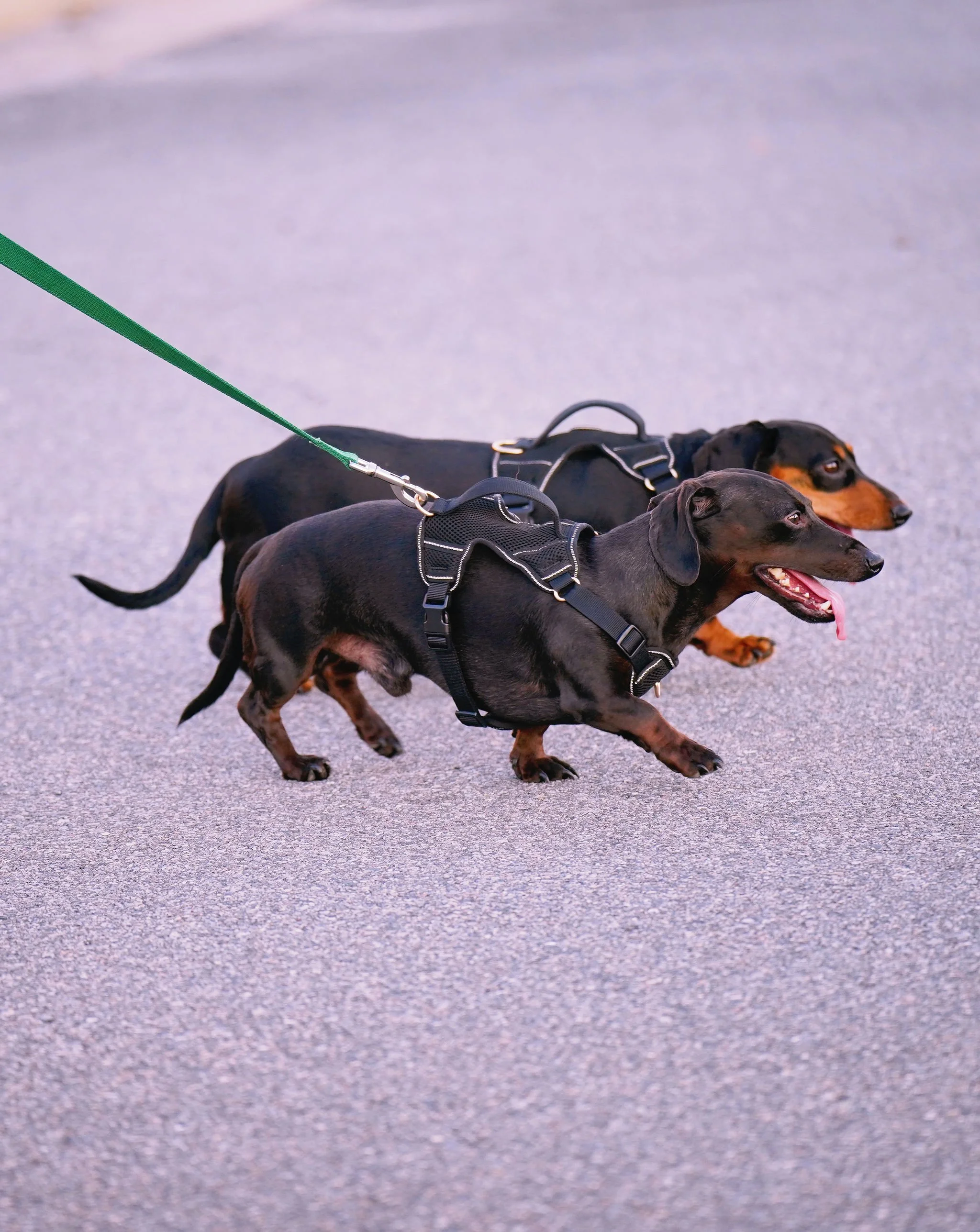 Two dogs walking on a leash on a paved surface, both wearing harnesses, with their tongues out and looking forward.