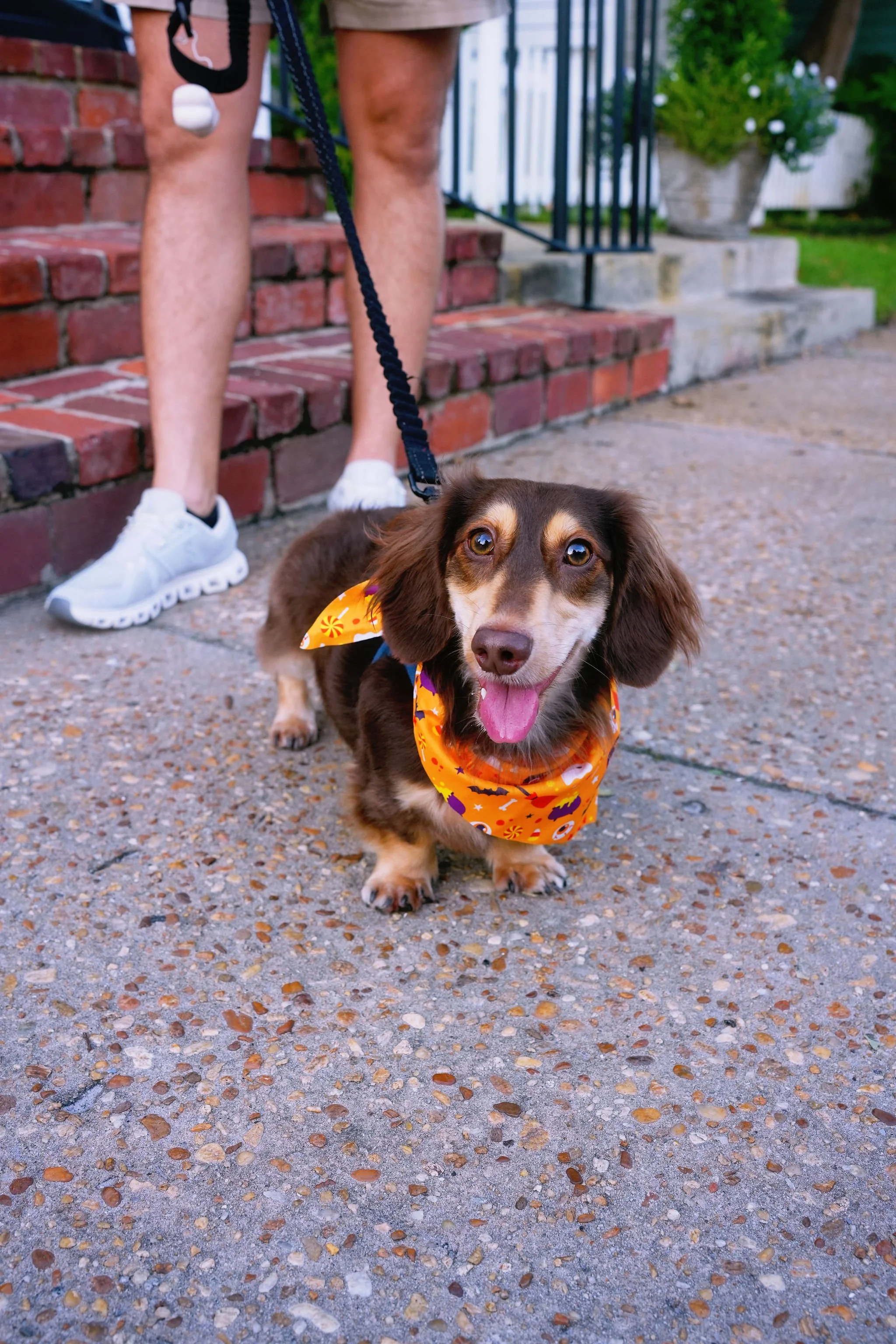 A small brown and tan dachshund wearing a Halloween-themed orange bandana, standing on a concrete sidewalk with colorful pebbles, in front of a brick staircase, with a person holding its leash above.