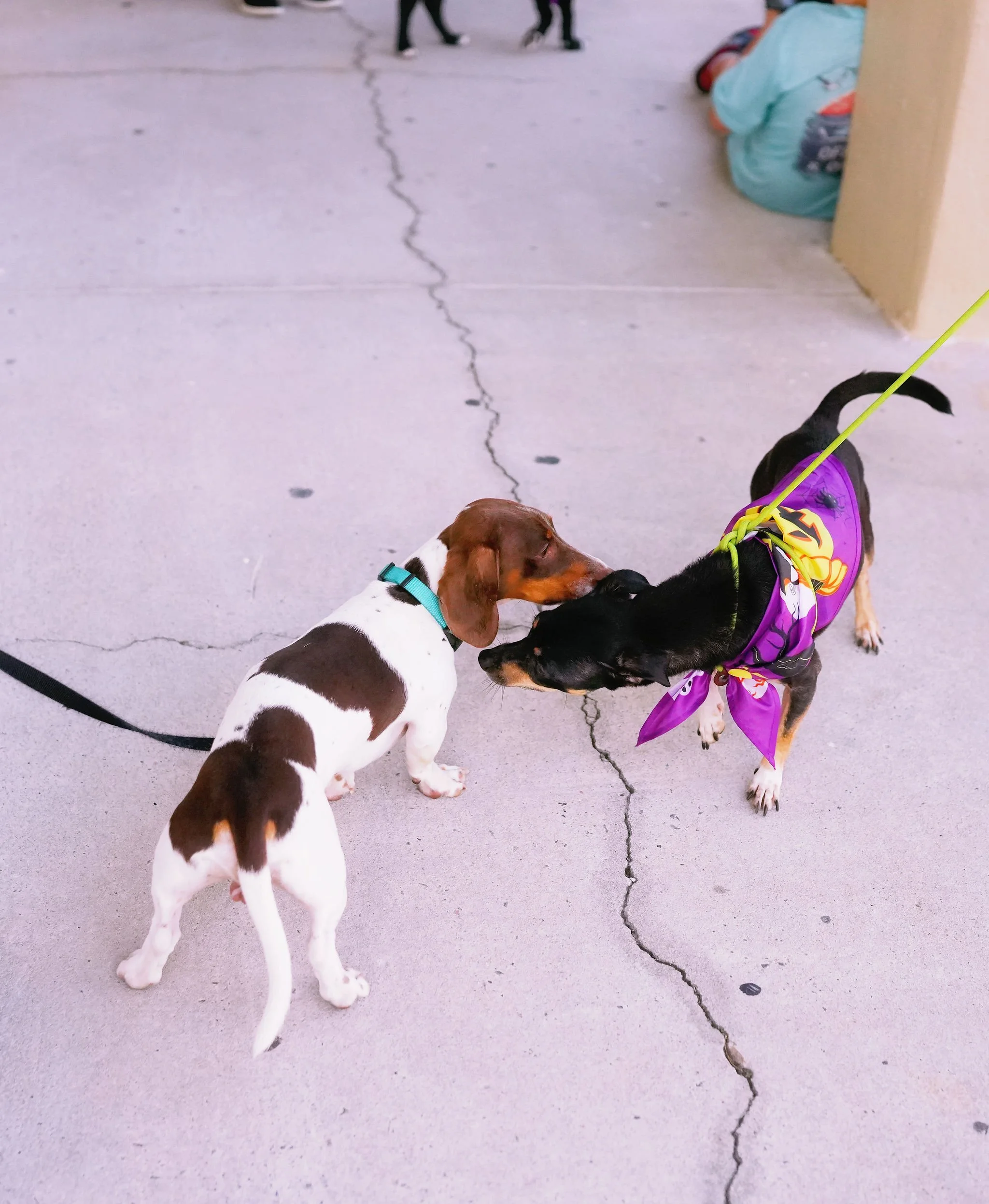 Two dogs sniffing each other on a cracked concrete surface. One dog is predominantly white with brown patches, and the other is black with brown and white markings, wearing a purple Halloween-themed bandana and a purple Halloween costume with a skele