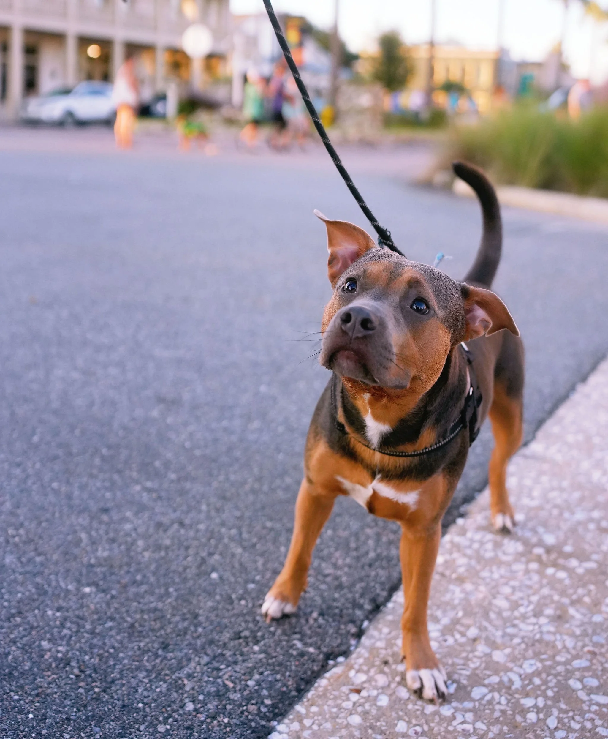 Close-up of a brown and white dog on a leash looking at the camera, with a blurred street scene and people in the background.