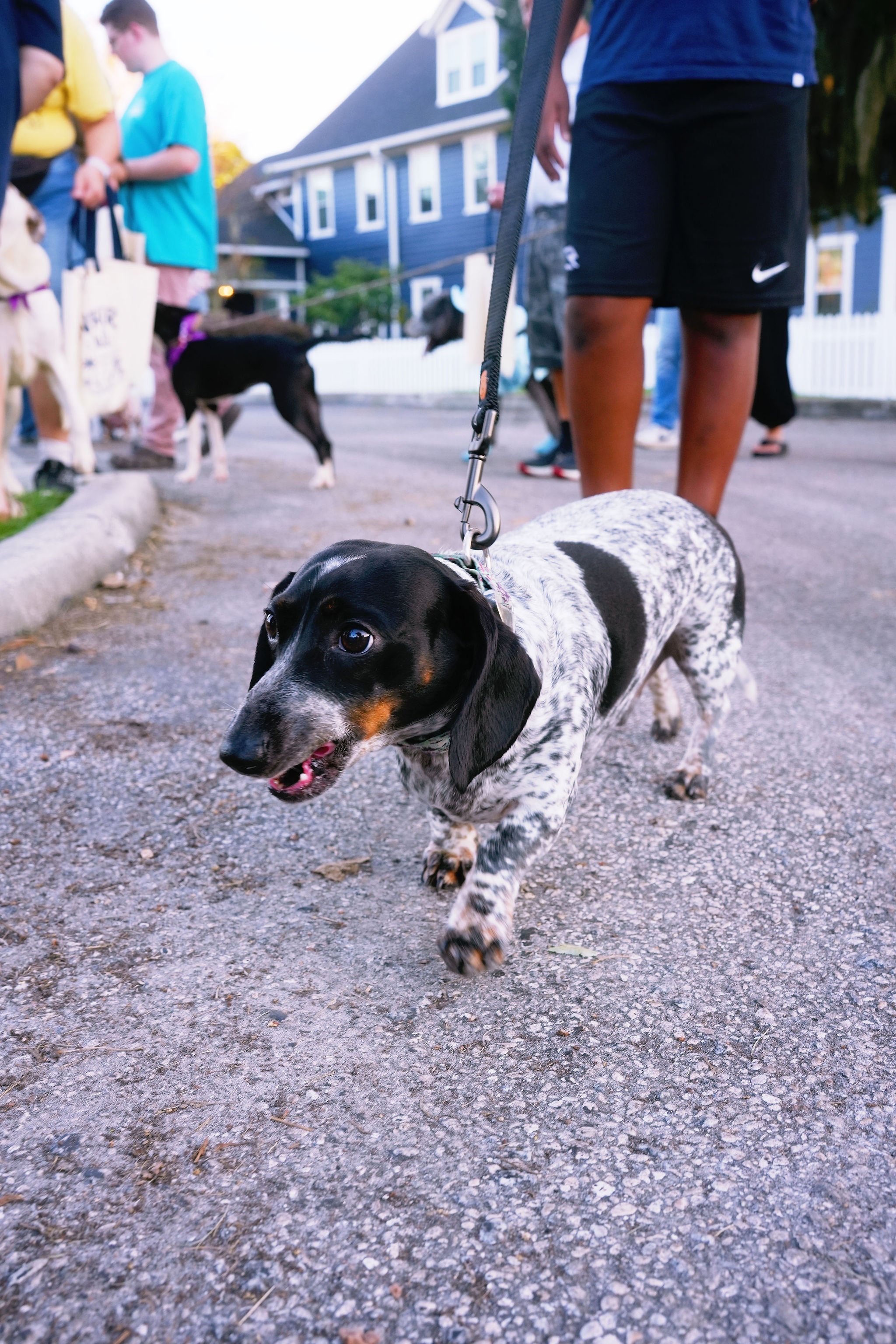 Close-up of a black and white dog with long ears walking on a leash, with people and houses in the background at an outdoor event.