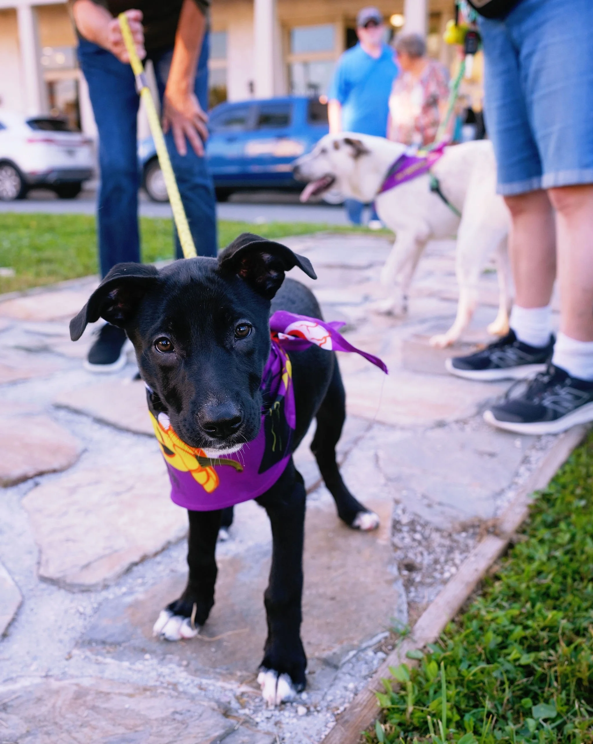 A black puppy with white paws and markings on its chest wearing a purple bandana, looking at the camera, outdoors on a sidewalk next to green grass.