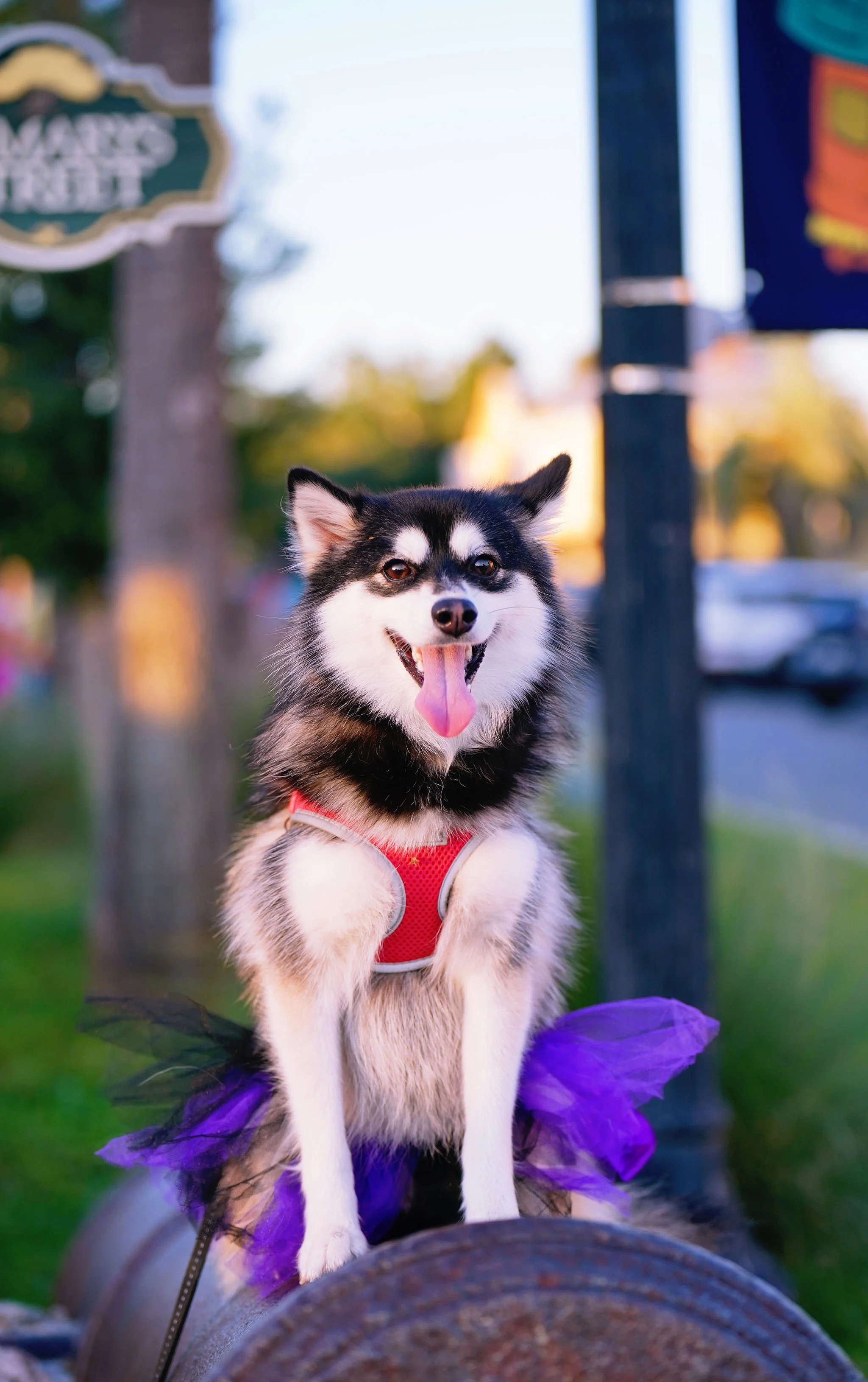 A happy husky dog wearing a red harness and a purple tutu, sitting on a tree log outdoors during sunset.