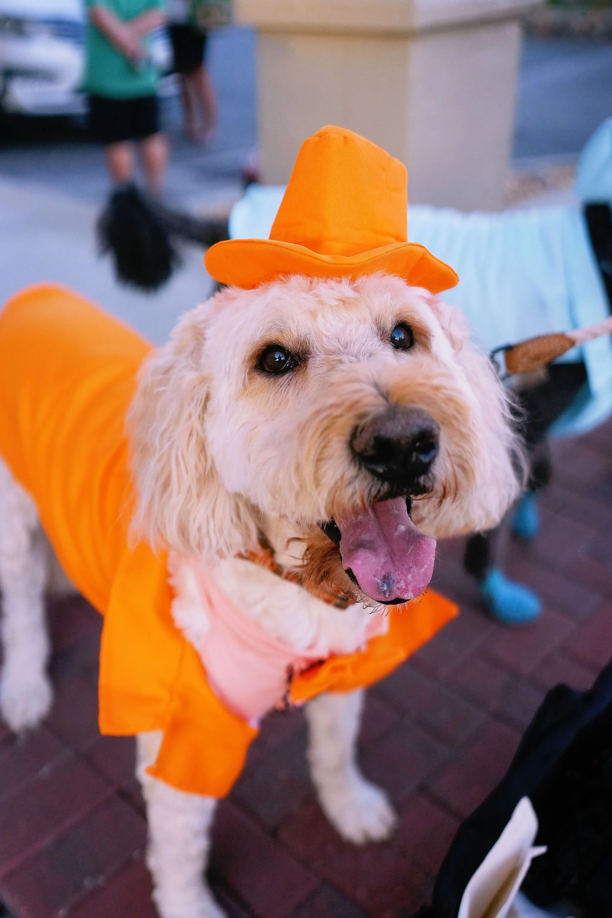 A dog wearing an orange cowboy hat and matching orange outfit, standing on a brick pavement. The dog has a happy expression with tongue out. People and objects are blurred in the background.