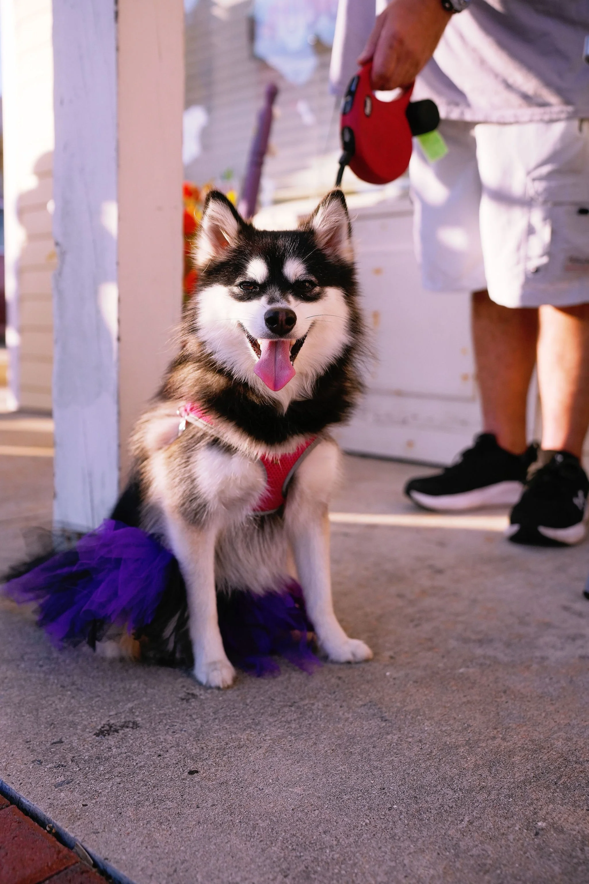 A happy black and white Siberian Husky dog wearing a purple tutu, sitting on a sidewalk under a shaded porch with a person standing nearby.
