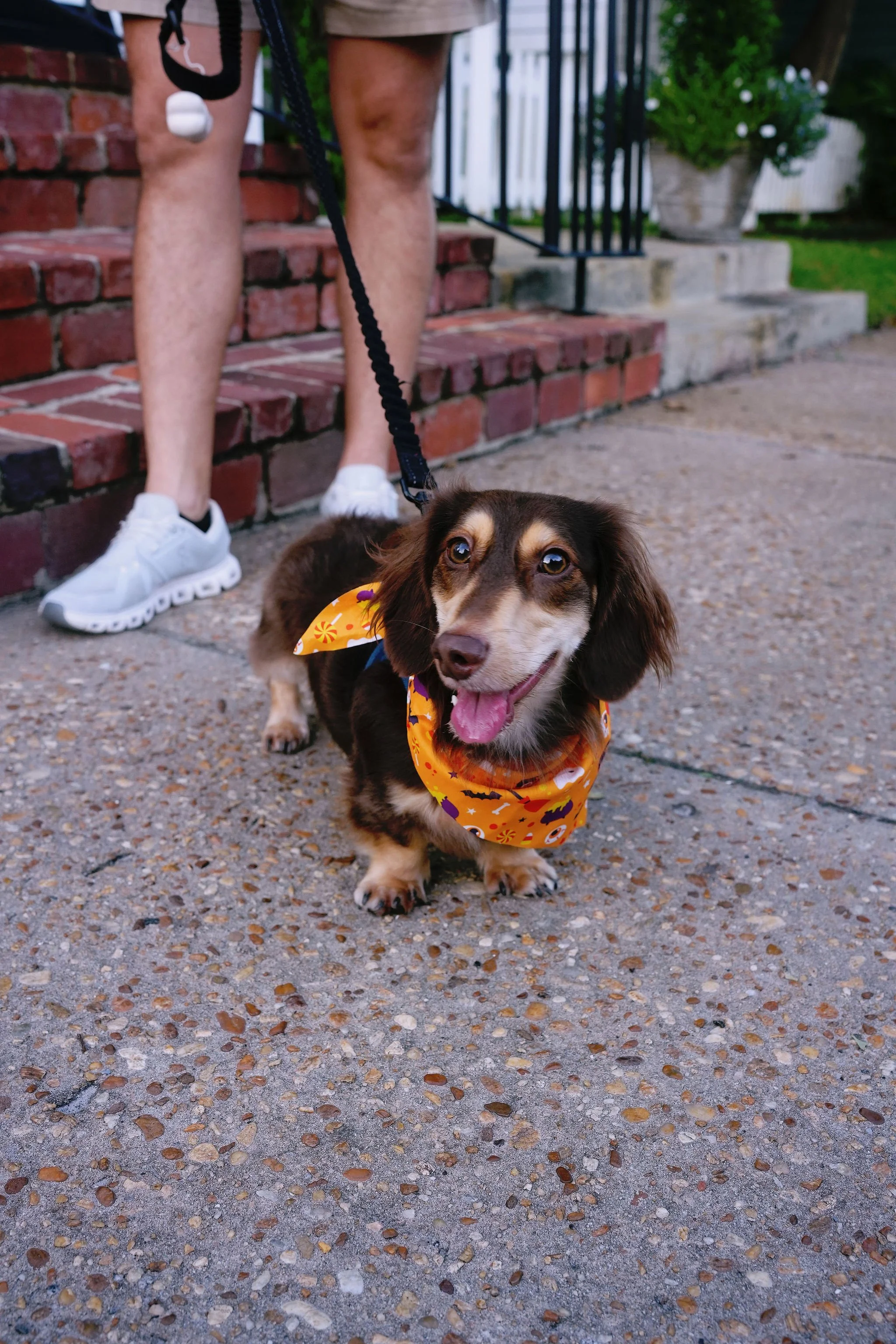 A cute brown and tan dachshund puppy with a happy expression, wearing a colorful orange bandana with Halloween-themed print, standing on a concrete sidewalk in front of brick stairs, with a person in white sneakers and shorts in the background.