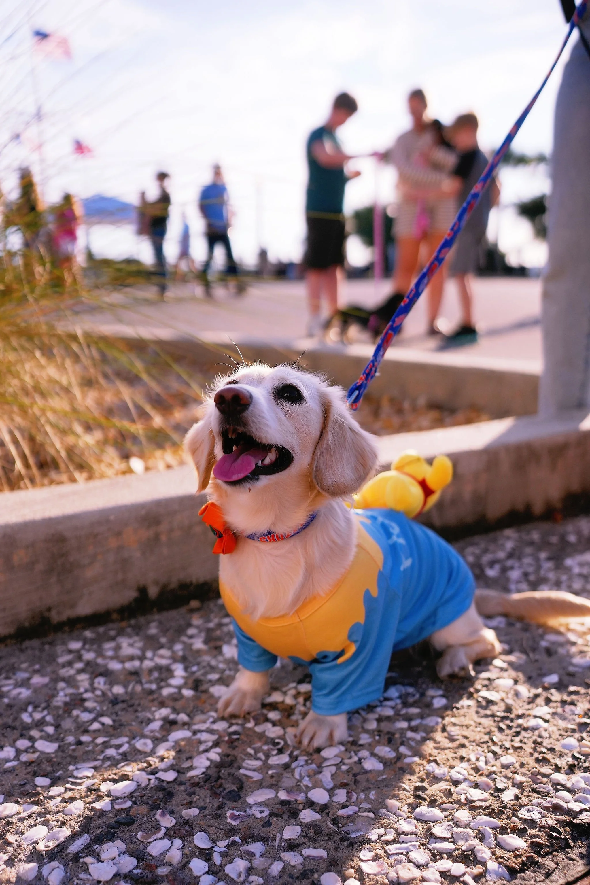 A happy puppy wearing a blue and yellow costume with a duck design, sitting on gravel under the sunlight, with blurred people and flags in the background.