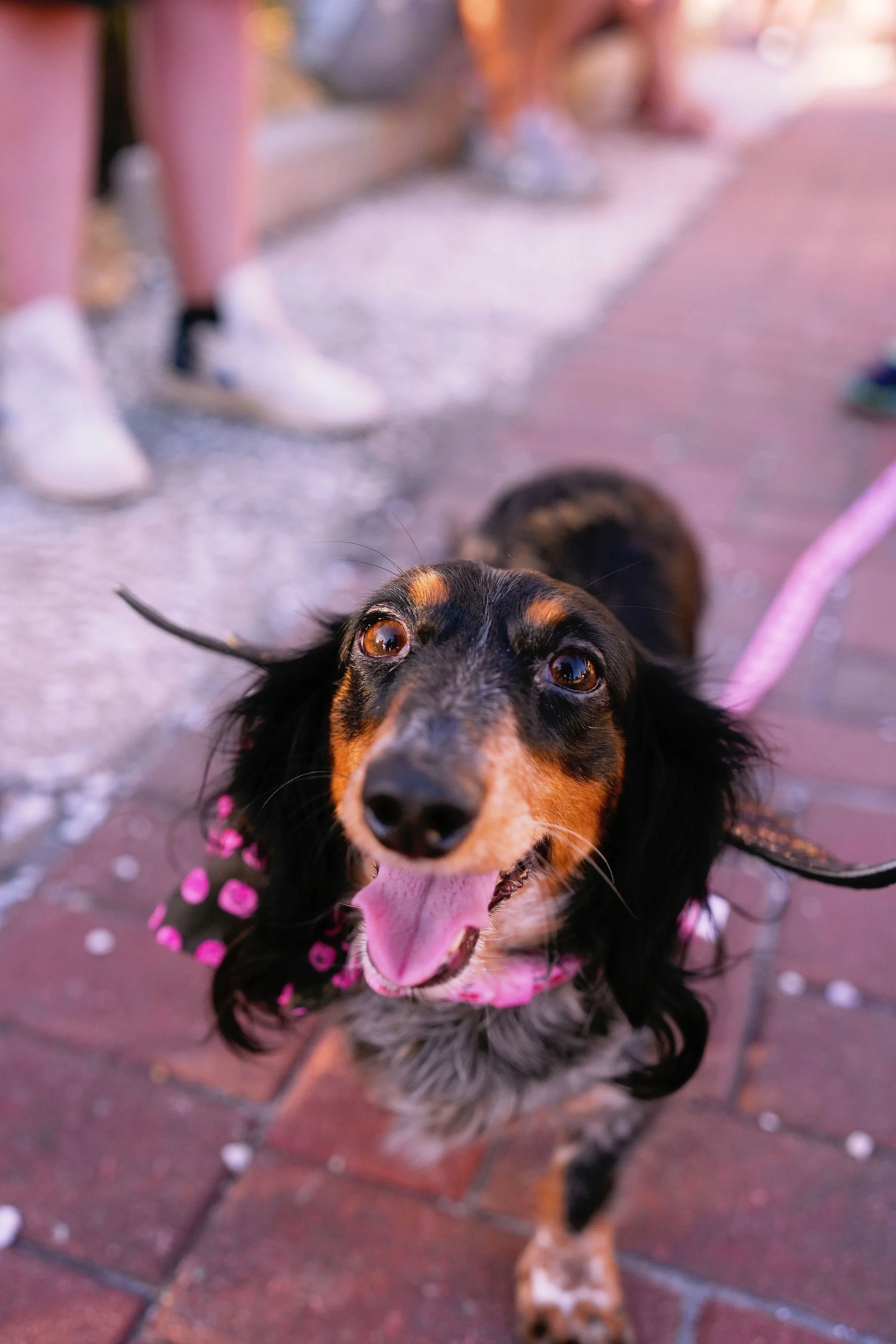 Close-up of a happy black and brown dog with its tongue out, wearing a pink polka-dotted bandana, on a brick sidewalk with people in the background.