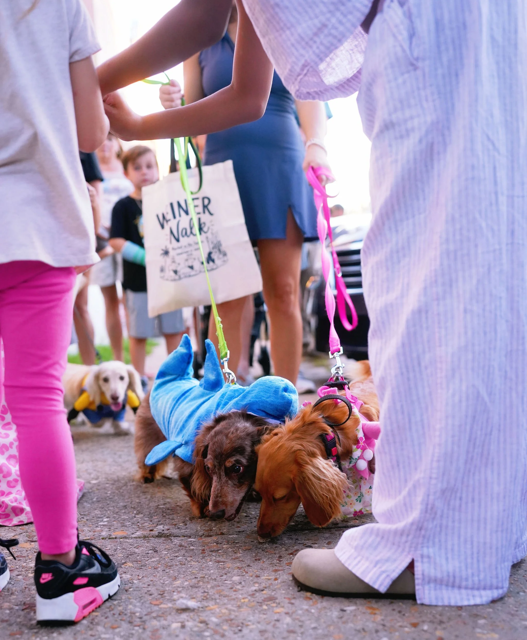Children and adults gather around decorated dogs lying on the ground, some wearing costumes, for a pet costume parade or gathering.