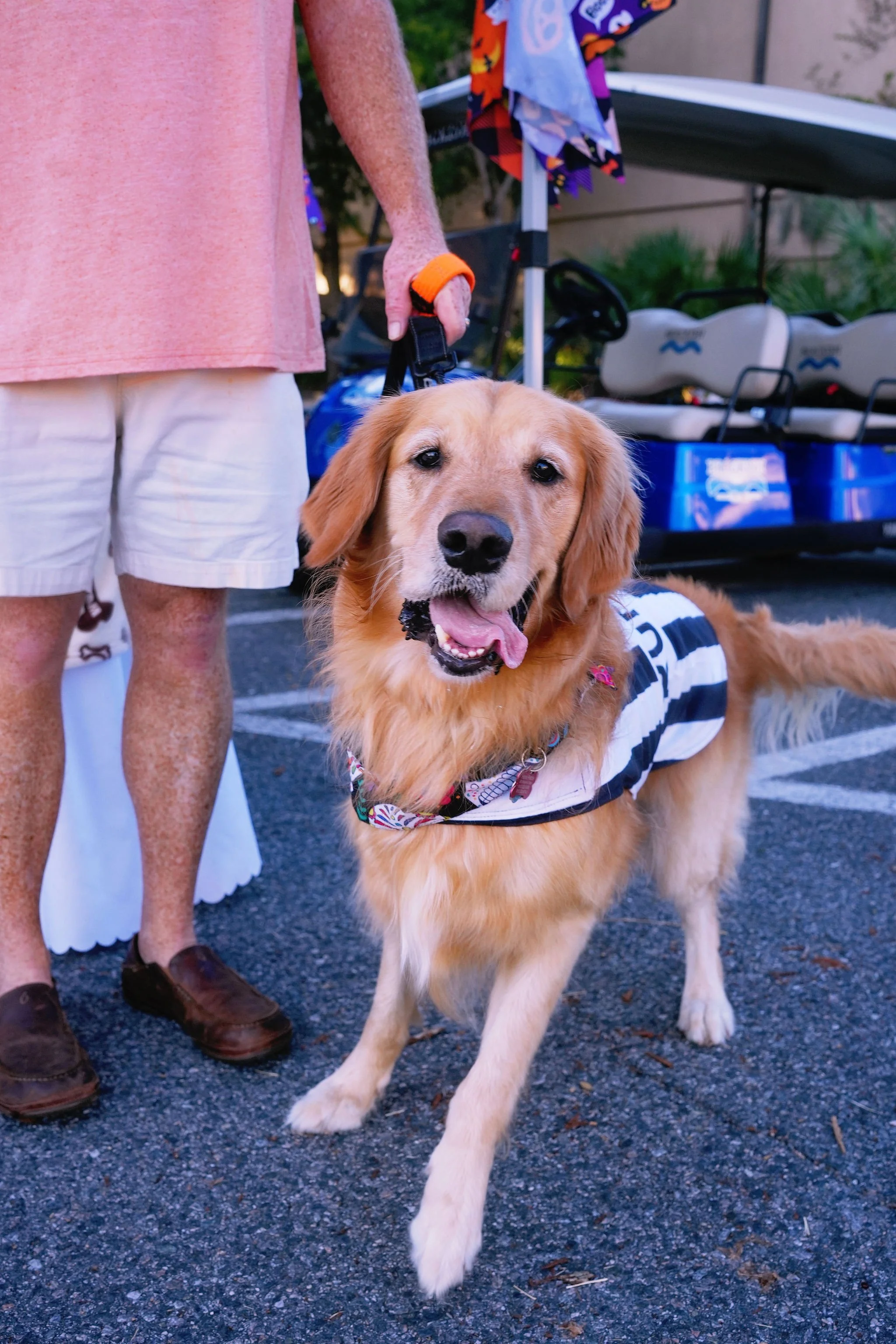 Golden retriever dog wearing a striped harness standing on a parking lot, with a person holding the leash nearby.