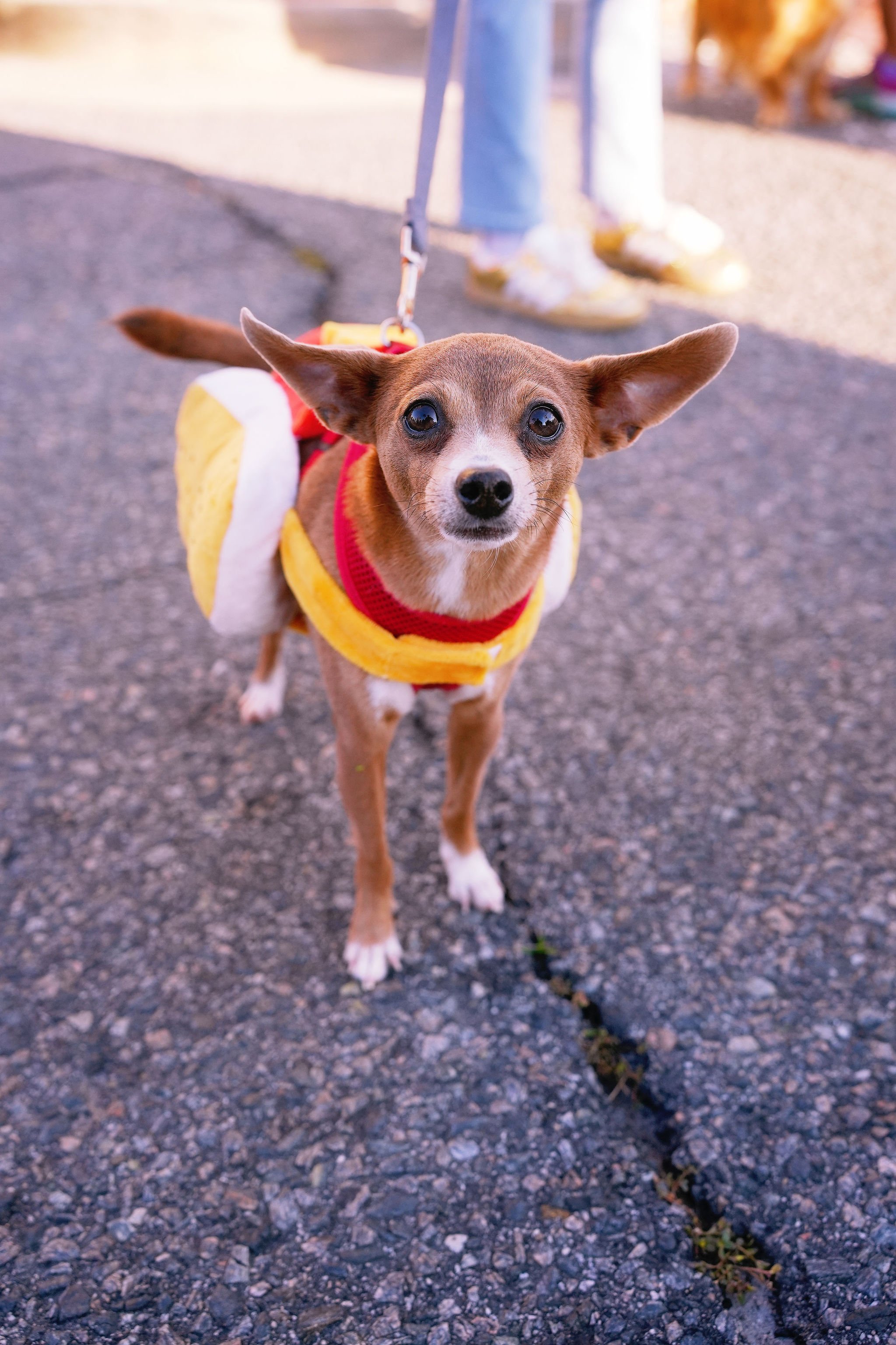 Small dog wearing a yellow and white costume, standing on pavement with someone holding its leash in the background.