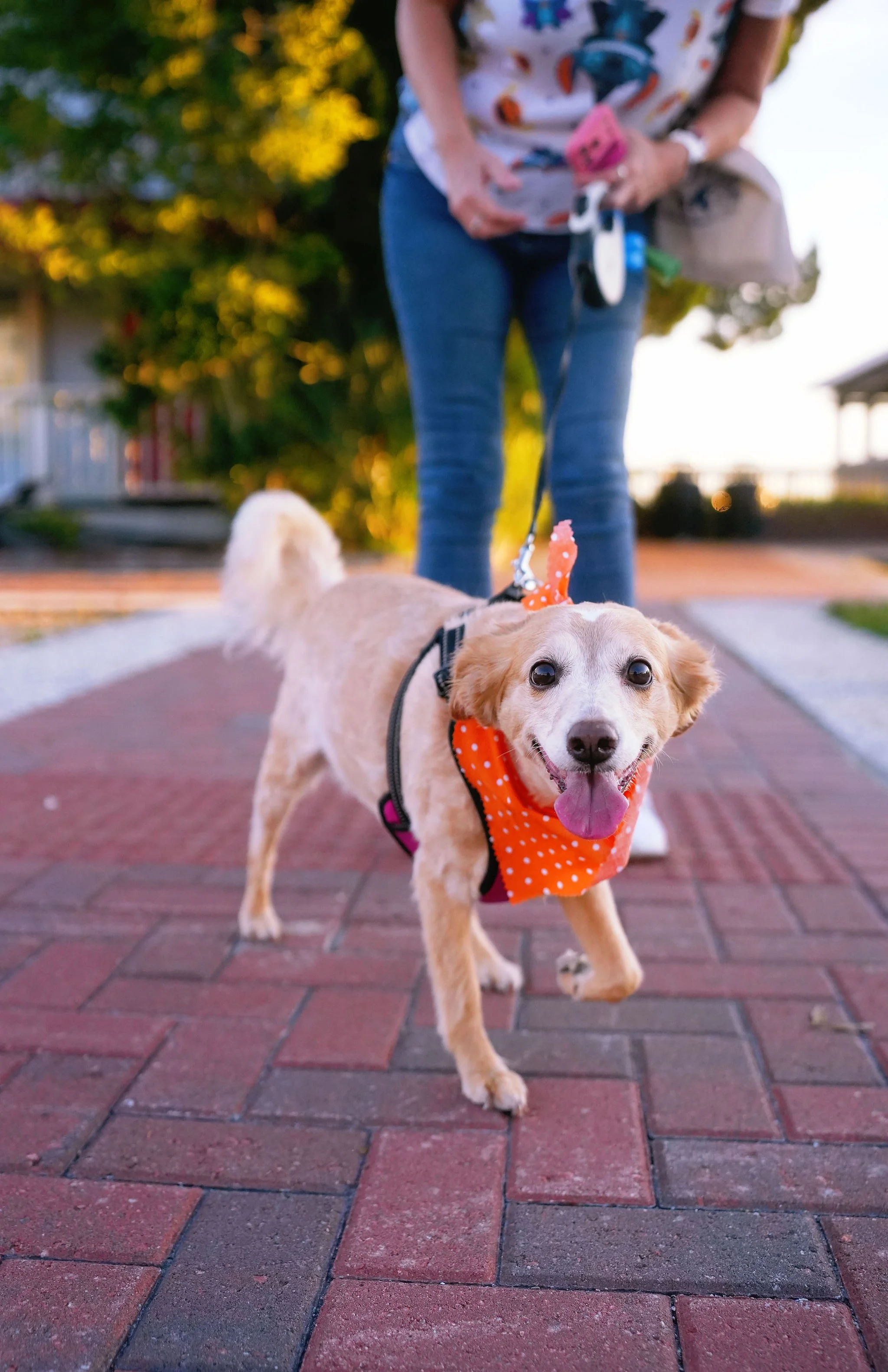 A happy tan and white dog with a pink tongue, wearing an orange polka dot bandana, walking towards the camera on a brick sidewalk during sunset, with a woman in a white shirt with colorful patterns, blue jeans, carrying a bag, holding a leash, and a 