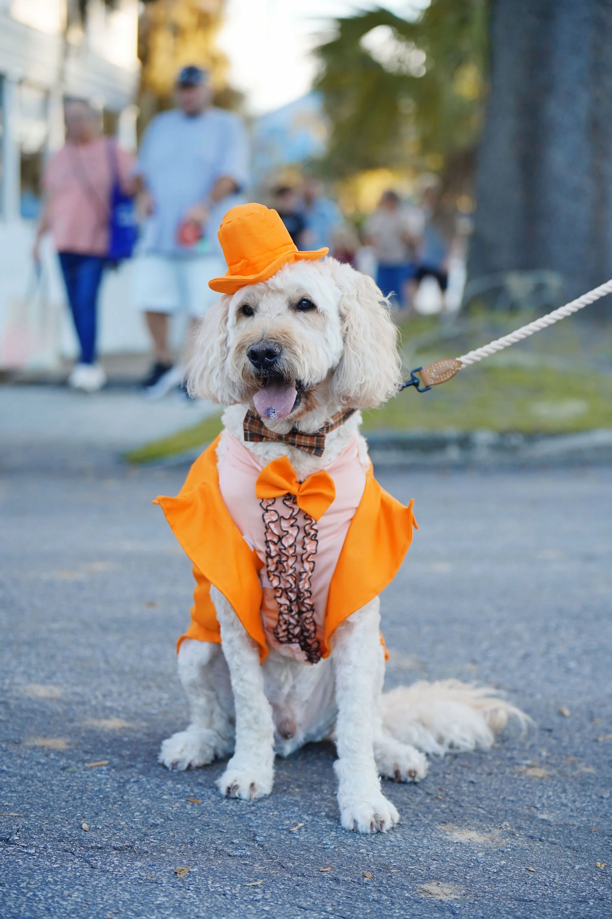 Dog dressed in an orange Halloween costume with a matching hat, sitting on pavement in a park with blurred people and trees in the background.
