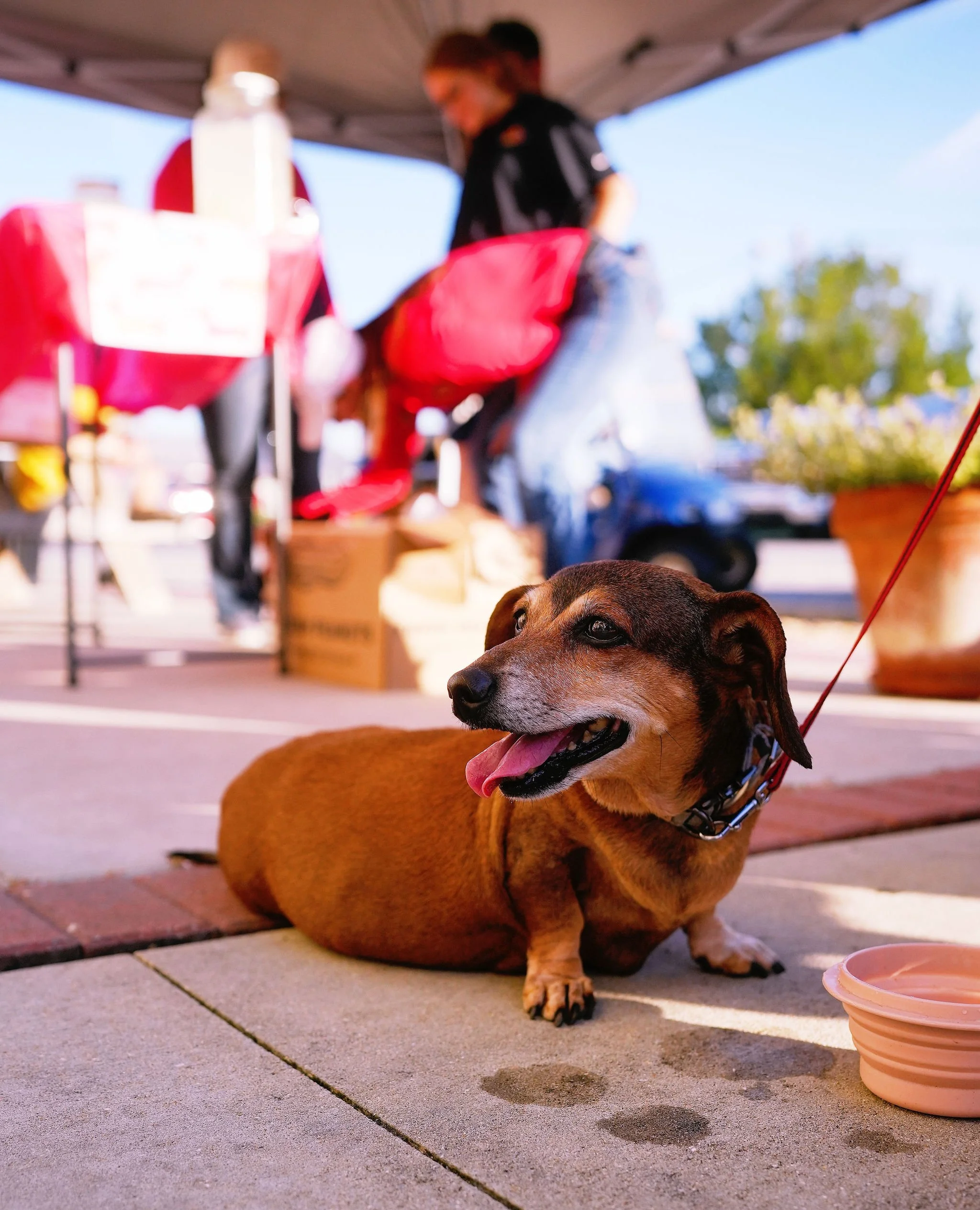 A brown dog lying on a concrete sidewalk under a canopy, with a bowl of water nearby and people in the background at an outdoor market or event.