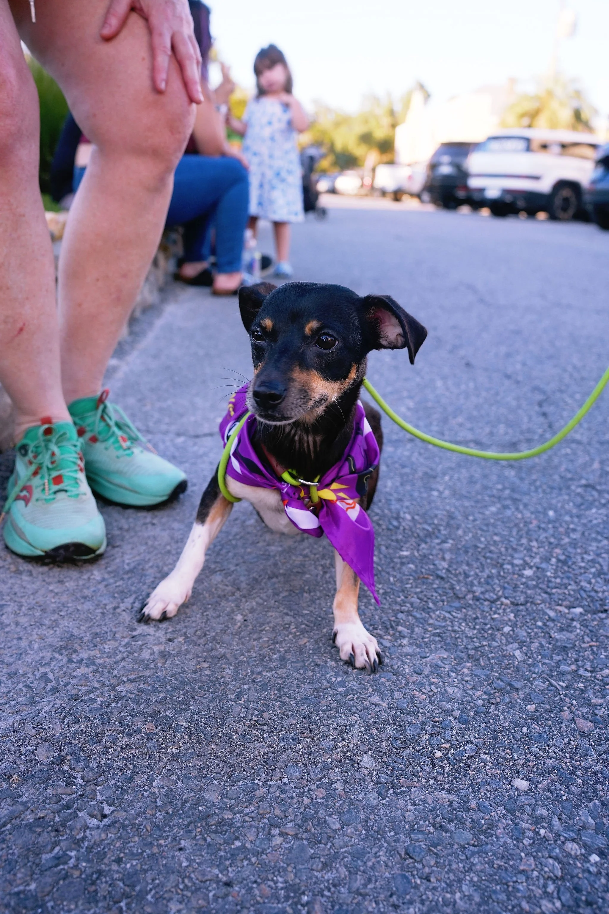 A small black and tan dog wearing a purple bandana and green leash sitting on a parking lot asphalt. In the background, a woman in sneakers and shorts is bending over, and a young girl in a floral dress is standing, with parked cars and trees further