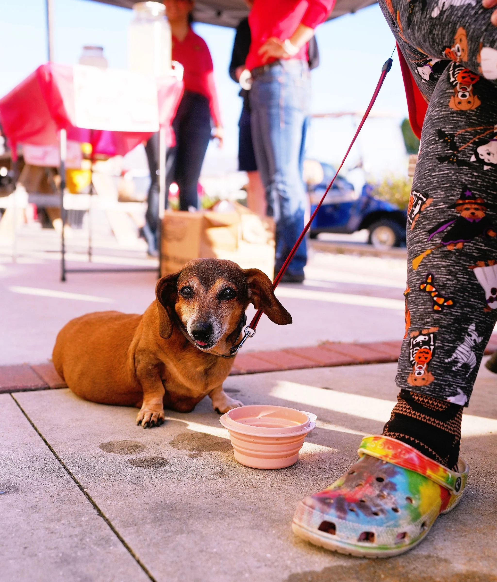 Close-up of a brown Dachshund lying on a concrete sidewalk, looking directly at the camera. In the background, people are standing under a canopy, and there are various tables and items, suggesting an outdoor market or event. The dog's person is part