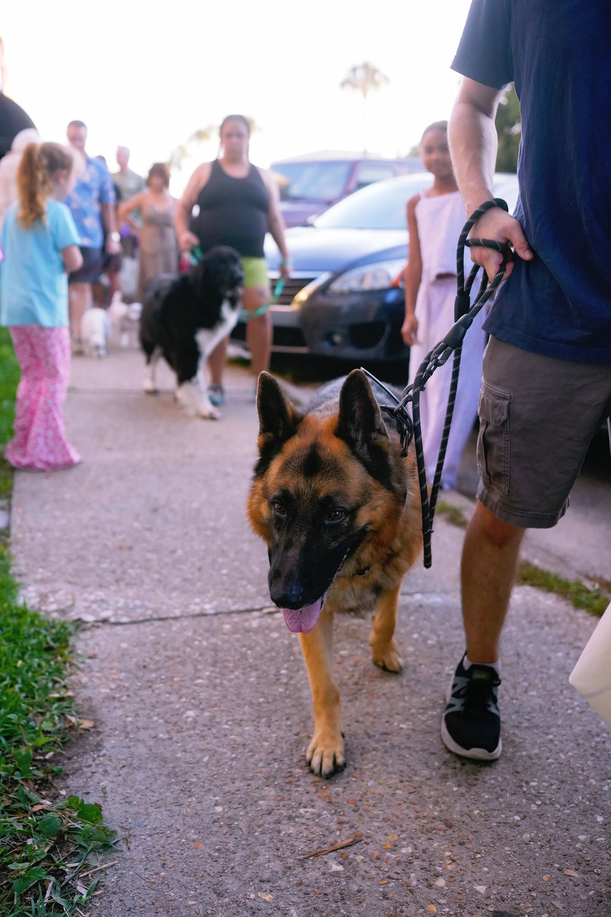 A German Shepherd dog being walked on a leash by a person wearing gray shorts and black sneakers. In the background, a group of people, including children and adults, are gathered outdoors near vehicles, with some people holding and walking dogs.
