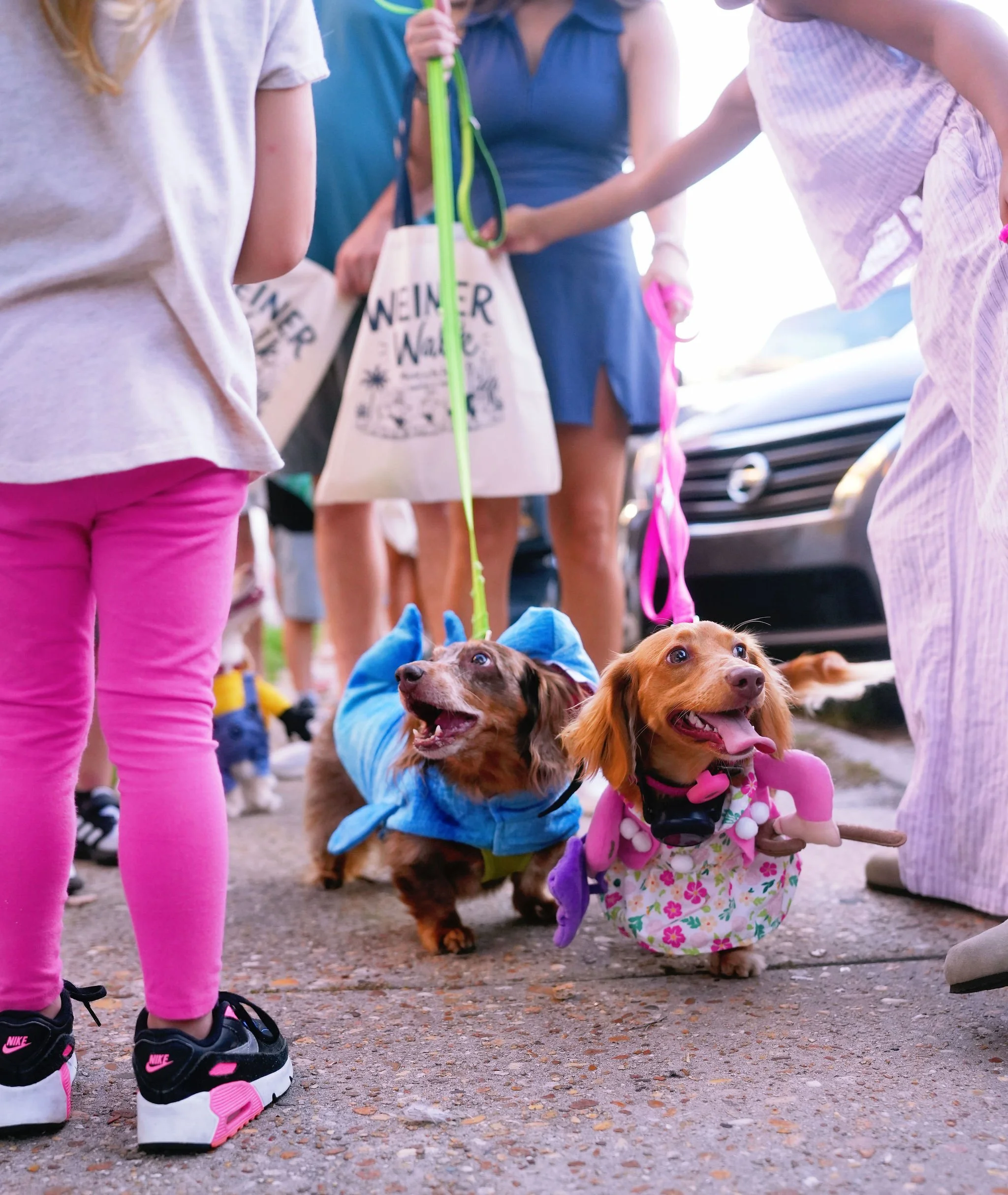 Children dressed in colorful clothes and sneakers surrounding two dogs wearing costumes, with a car in the background.