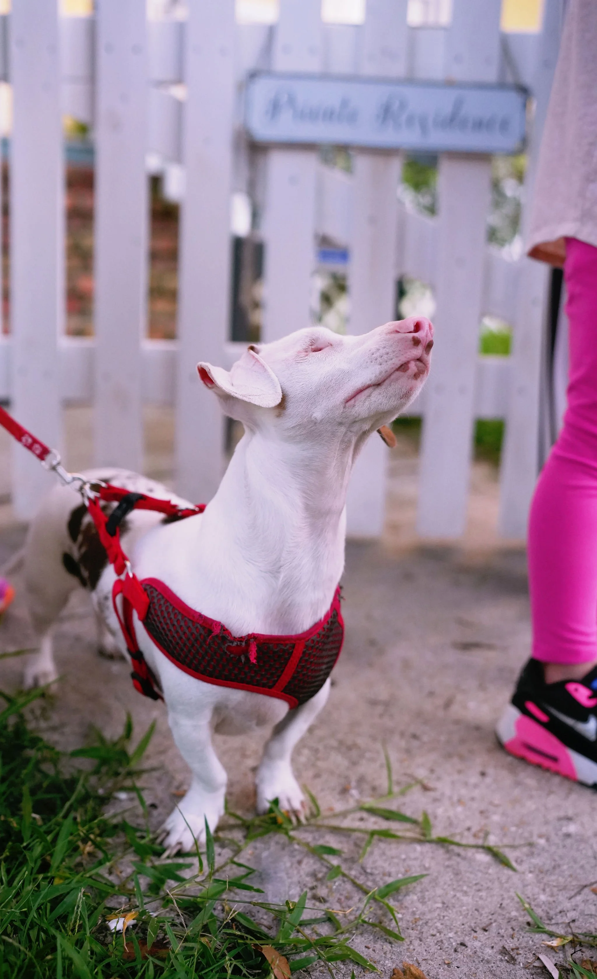 A white and brown puppy with a pink nose, wearing a red harness, standing outside on grass and concrete with a white wooden fence in the background.
