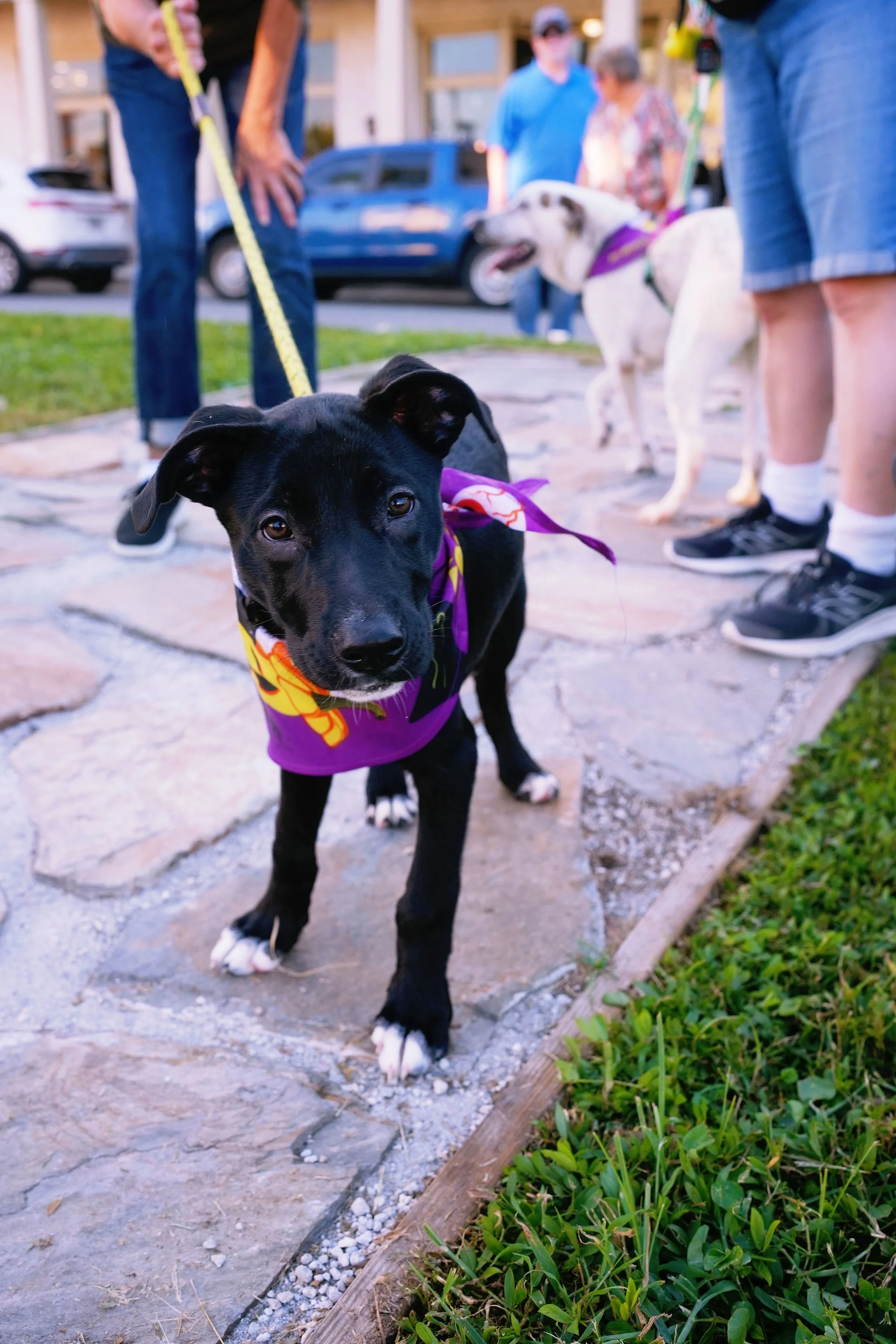 A black puppy with white paws and chest wearing a purple and yellow bandana stands on a stone sidewalk, looking into the camera. In the background, there are people and other dogs, with one person holding the puppy on a yellow leash. The setting appe
