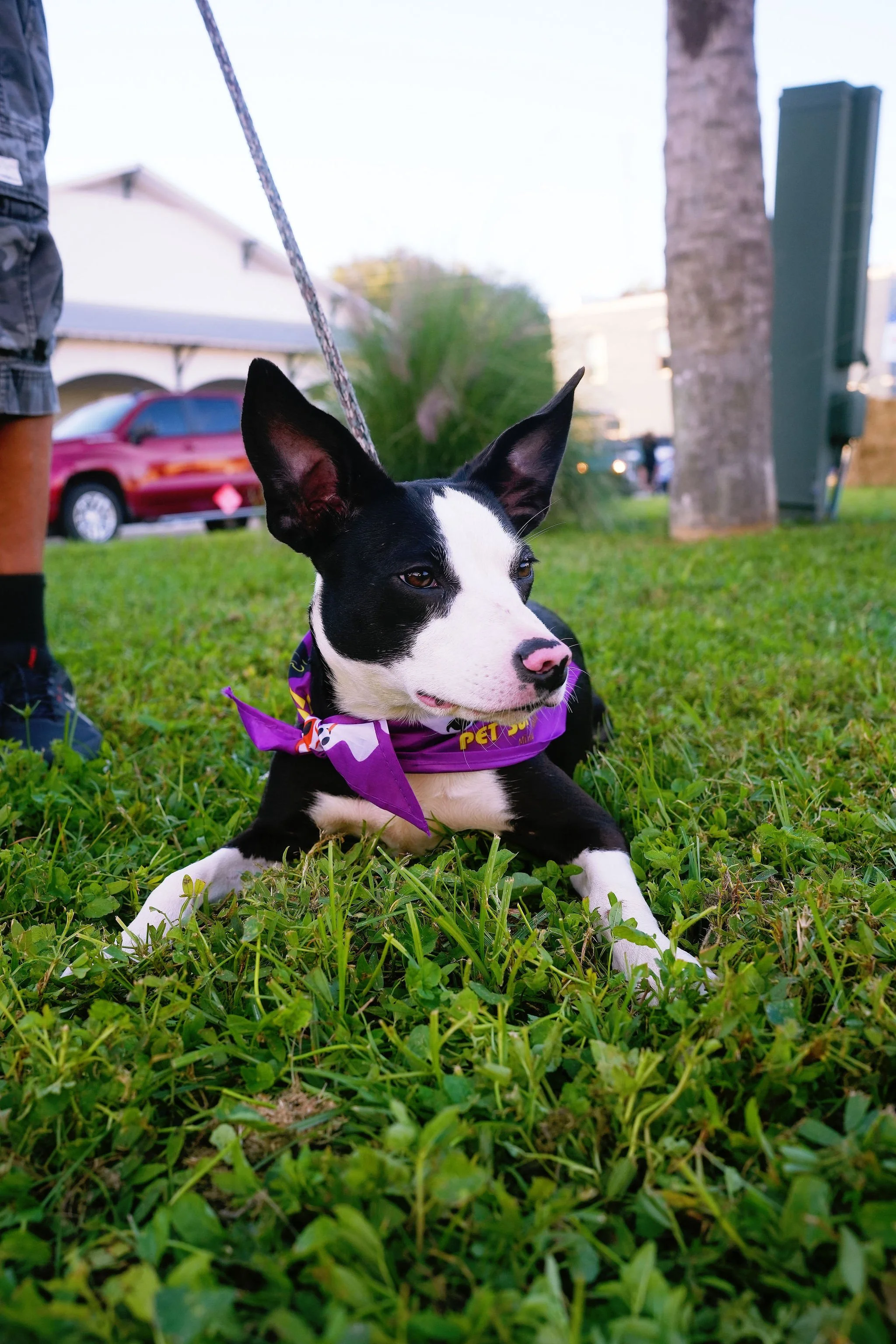 A black and white dog lying on green grass, wearing a purple bandana, with a person holding its leash nearby. In the background, a red car, a house with a porch, a tree, and a utility box are visible.