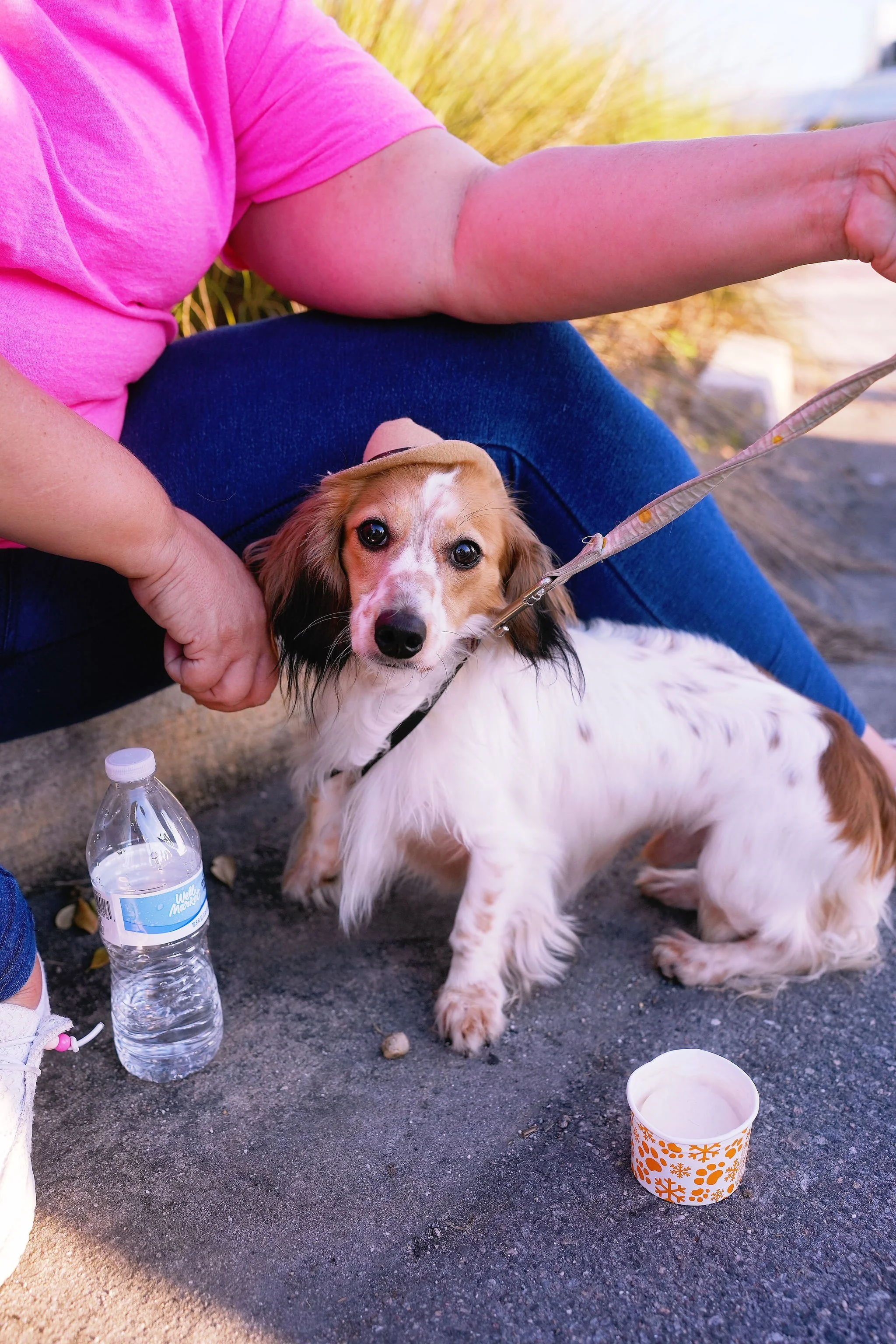 A small dog, likely a Dachshund mix, with brown and white fur, sitting on the ground next to a person's lap. The person is wearing a pink shirt and blue jeans. There is a plastic water bottle and a disposable cup with a winter holiday design nearby, 