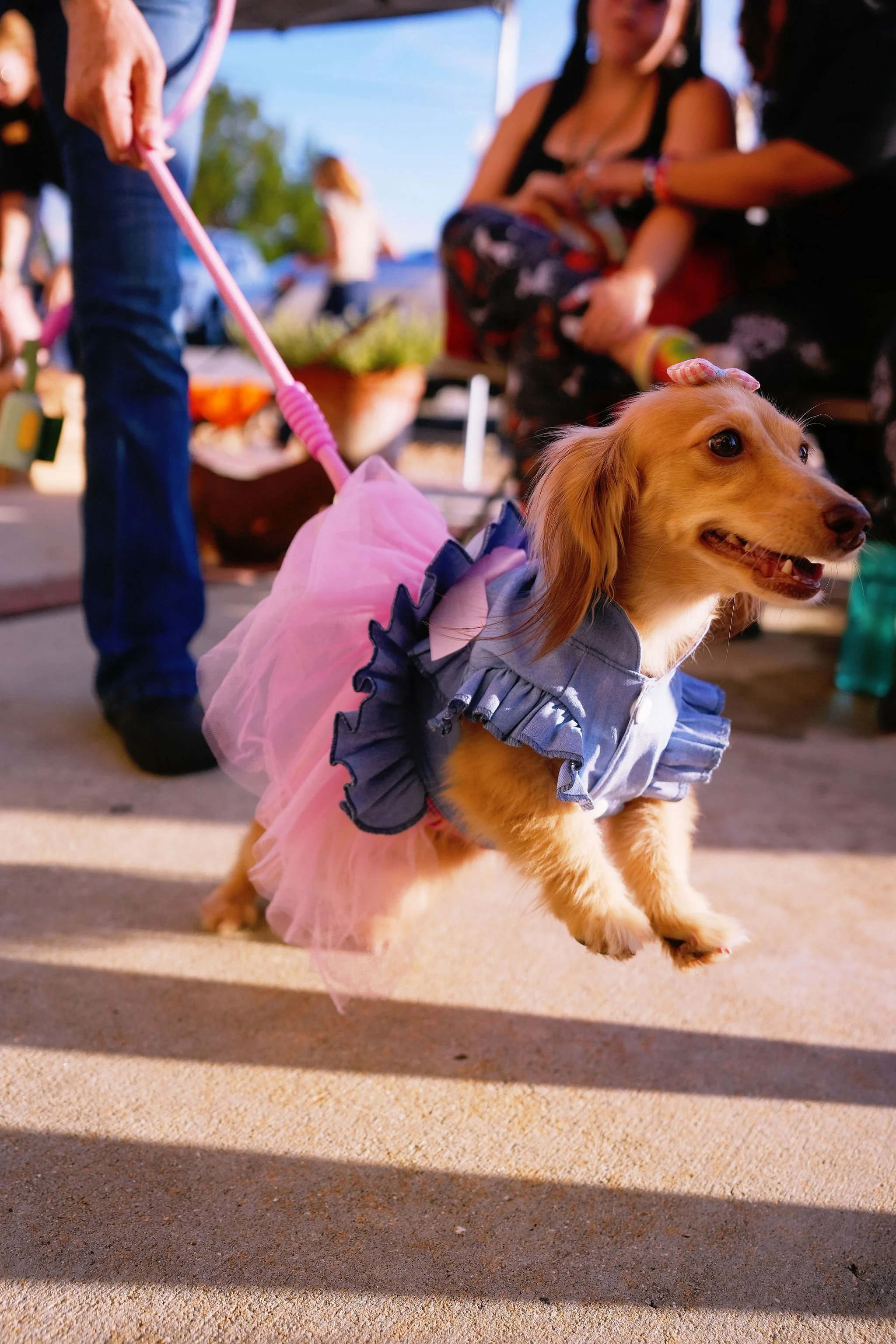 A small dog dressed in a pink tutu and a blue shirt, running on concrete ground outdoors at sunset, with a person in the background holding its pink leash.
