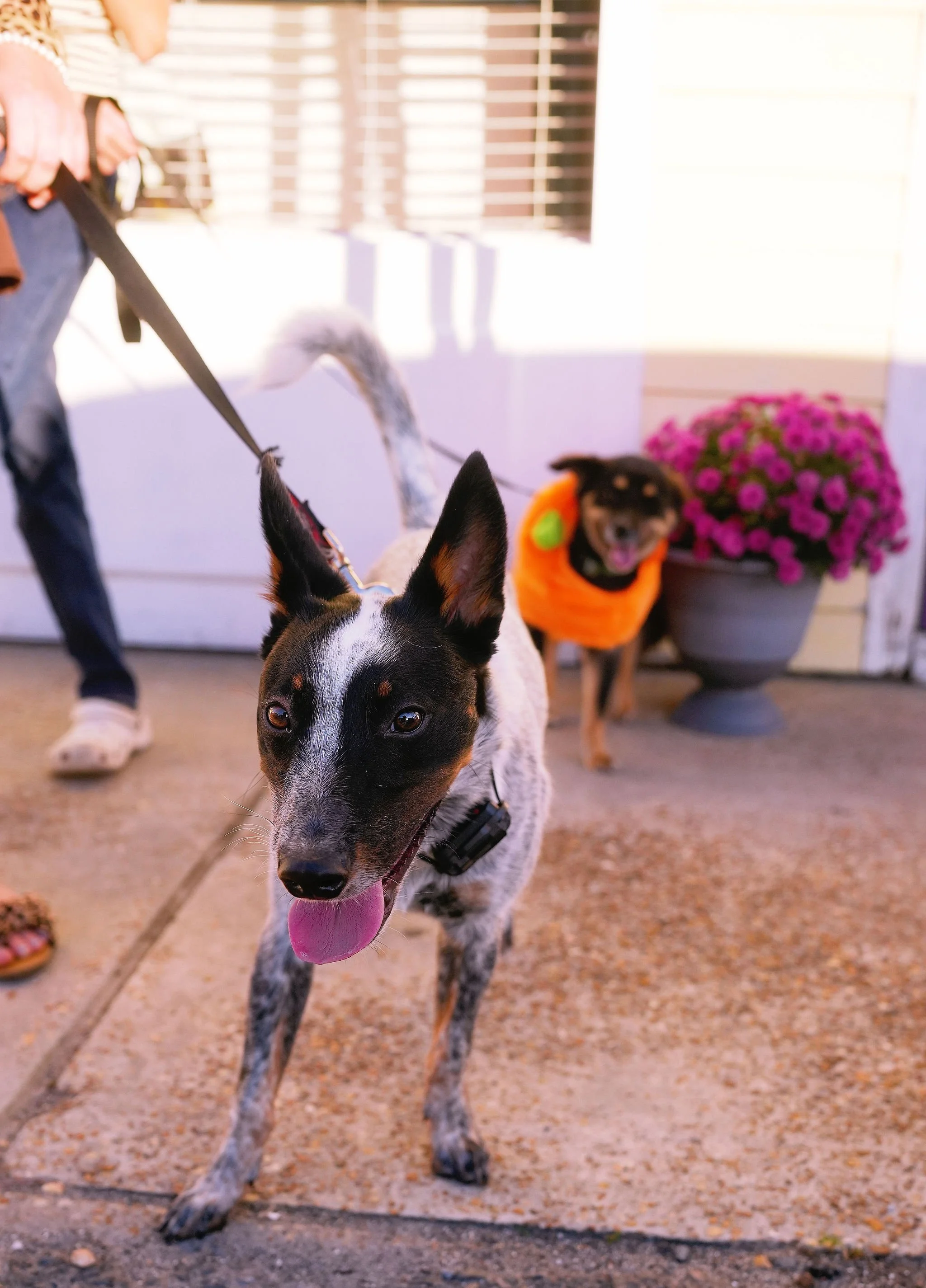 A black and white dog, possibly a Border Collie mix, with erect ears and a pink tongue hanging out. It is on a leash, and in the background, there is a second dog wearing an orange pumpkin-themed costume, along with pink flowers in a pot and a person