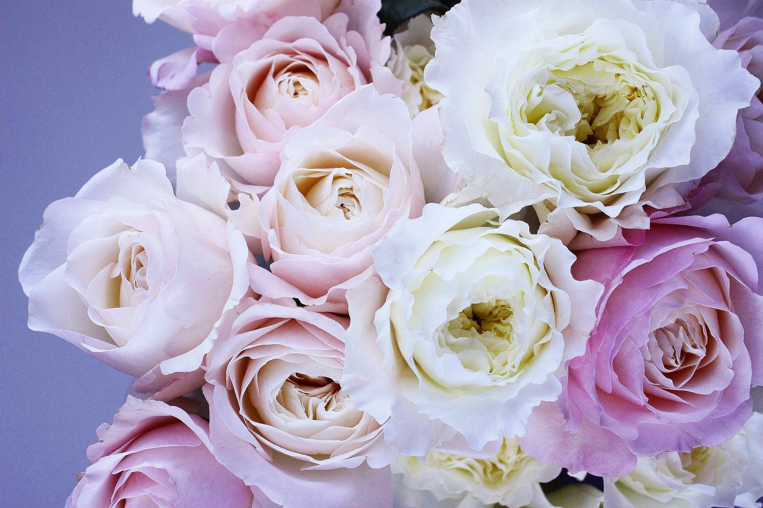 Peony