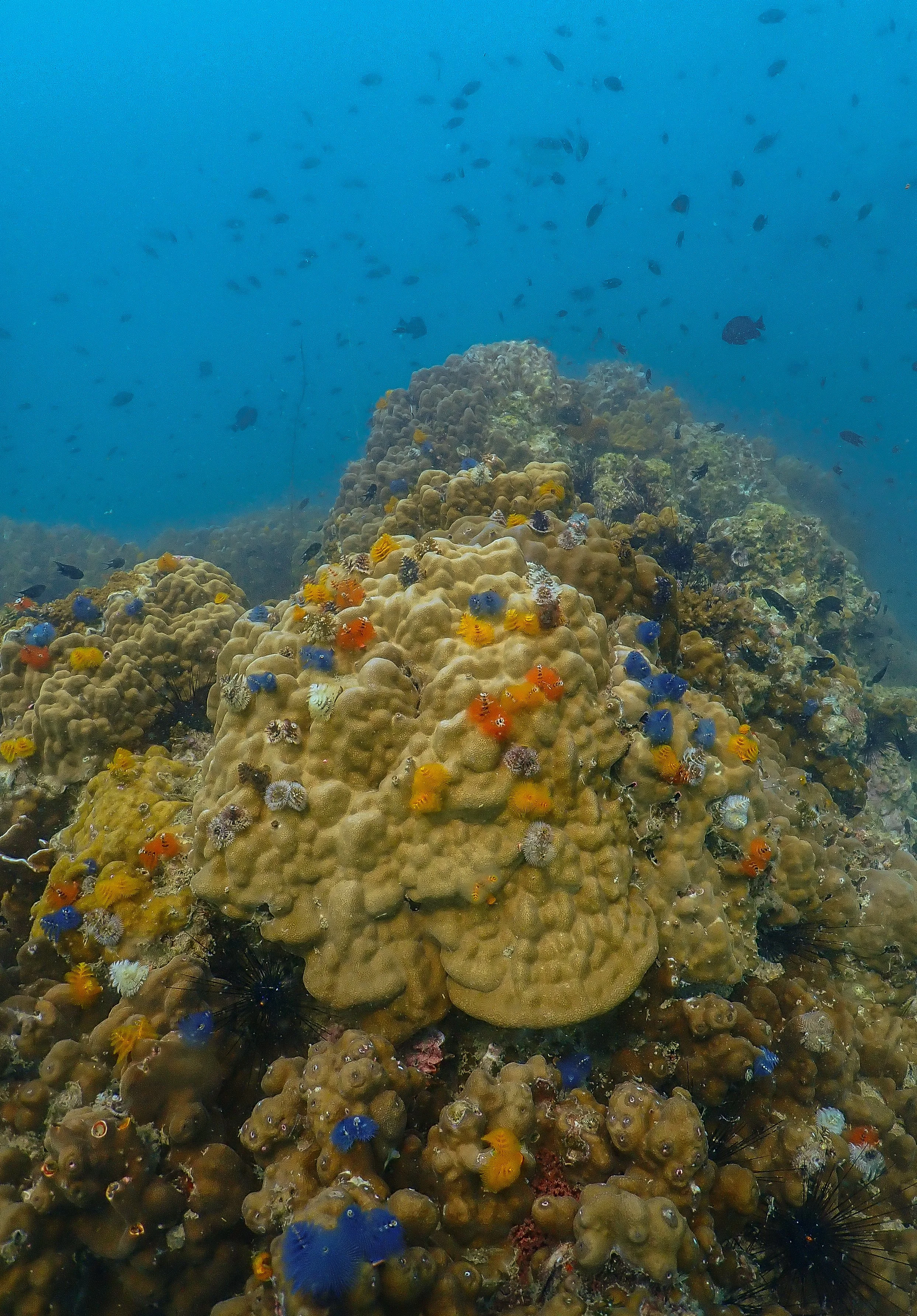 coralcoralcoral.jpg